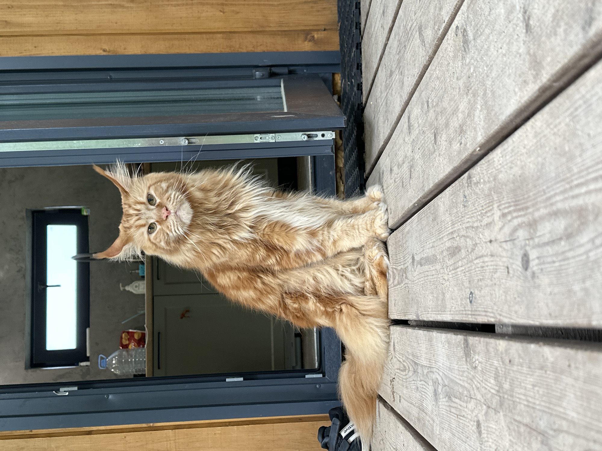 A fluffy, orange Maine Coon cat is sitting on a wooden deck in front of an open doorway. The cat is facing the camera with its tail wrapped around its body. The doorway leads into a room with grey walls and a countertop. A bottle of water and a bag of chips are on the countertop. The wooden deck is made of weathered planks, and there is a black mat just inside the doorway. The background is blurred, but it appears to be an outdoor setting. The image was likely taken in the city of Прикамский, Russia, given the provided context.