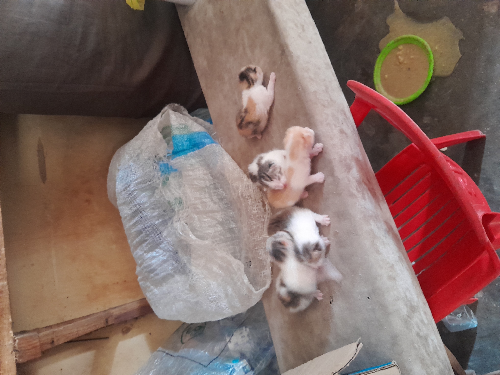 The image shows three newborn kittens lying on a concrete surface outdoors in Jos, Nigeria. The kittens are small, with varying color patterns of white, brown, and black. A partially filled green bowl, possibly containing food or water, sits nearby. A red plastic basket is positioned to the side. A white plastic bag lies beside the kittens on a wooden surface. The kittens appear vulnerable and unattended.