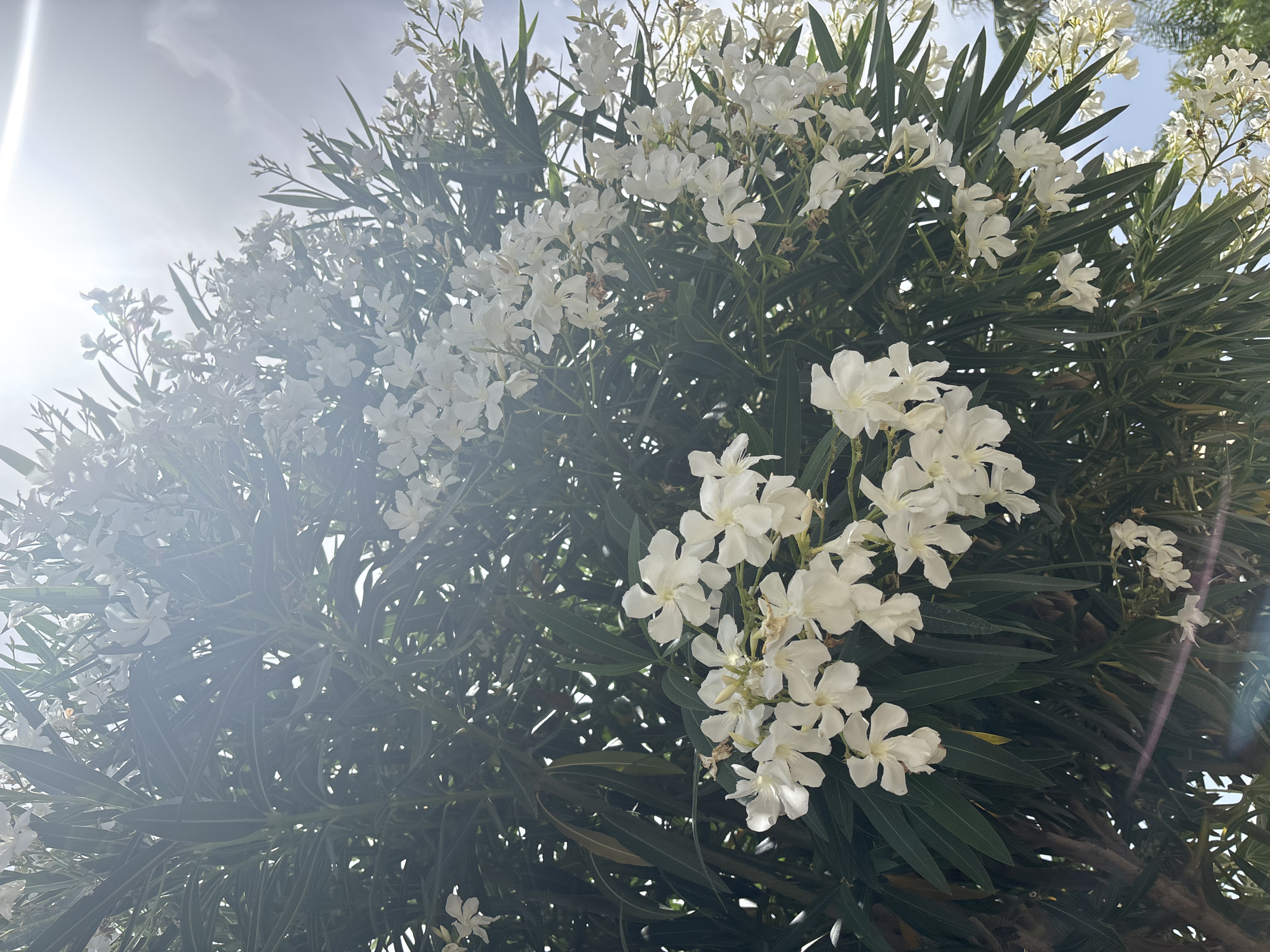 The image captures a close-up view of a lush oleander bush in full bloom, laden with clusters of delicate white flowers. The camera angle looks upwards, with the bright sky serving as a backdrop. Sunlight streams in from the upper left corner, creating a lens flare that softens the image and highlights the ethereal quality of the blossoms. The leaves of the oleander are a deep, vibrant green, providing a rich contrast to the purity of the white flowers. In the upper portion of the frame, the sky appears bright and partly cloudy, suggesting a sunny day. The overall mood is serene and natural, evoking a sense of warmth and the beauty of a Mediterranean landscape, consistent with the provided location context of Orihuela, Spain. There is no visible text in the image.