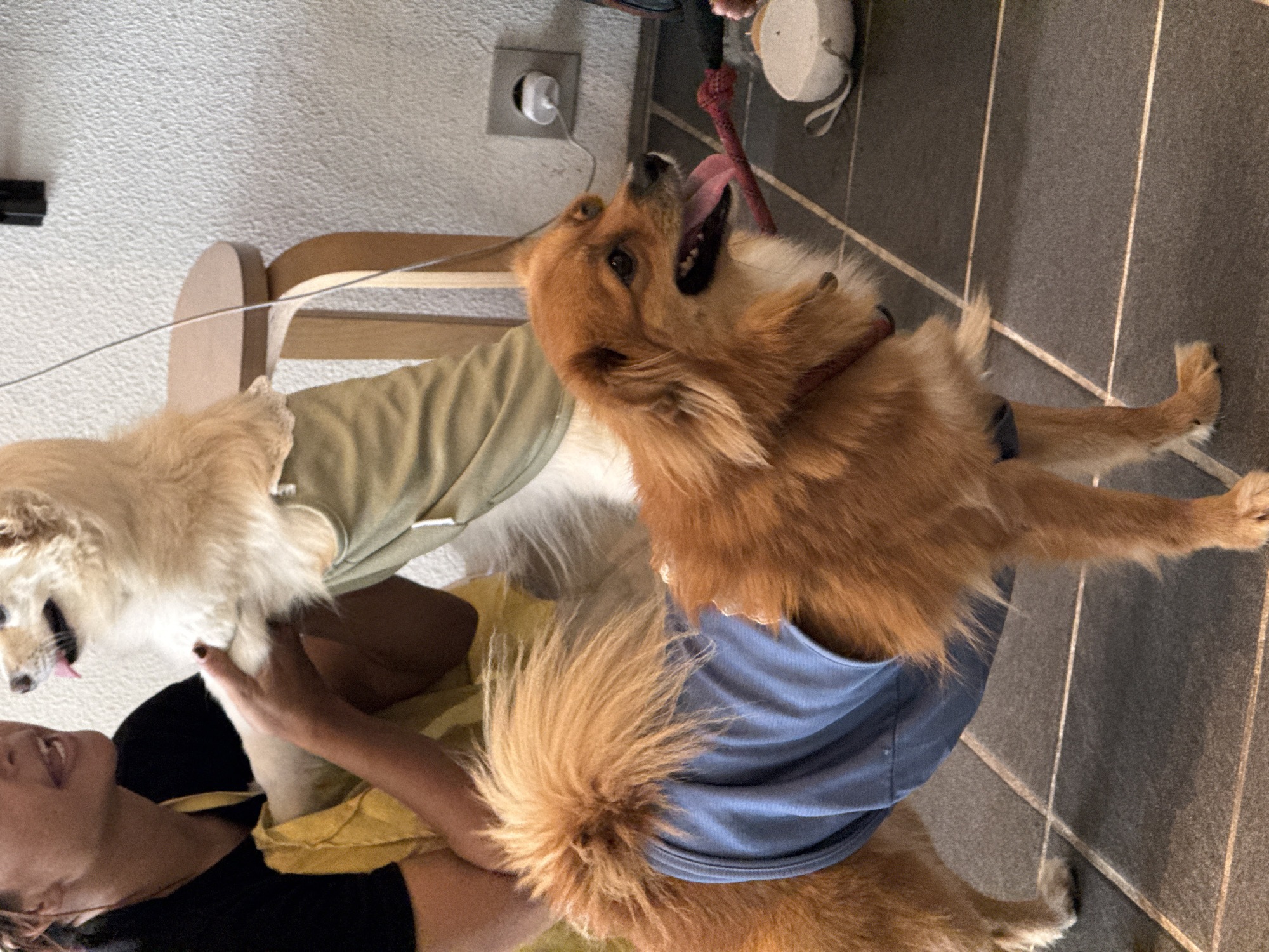 Scene: An indoor shot featuring two dogs and a person.
People: One person is visible, holding one of the dogs.
Subjects: Two dogs are present. One is a light golden color and being held by the person. The other dog is predominantly reddish-brown, wearing a blue shirt, standing on a floor.
Objects: A chair is partially visible, draped with a green garment. A white electrical outlet is positioned on the wall. A white object and a red rope are on the floor.
Actions: The person is holding the light golden dog. The reddish-brown dog has its mouth open, possibly panting or barking.
Interactions: The person is interacting with the light golden dog, seemingly holding it up. The reddish-brown dog appears to be alert.
Environment: The scene takes place indoors. The wall is textured, and the floor is tiled.
Location: North Kuta, Indonesia.