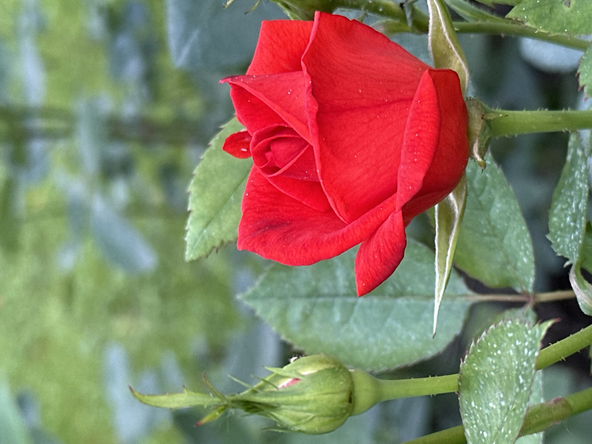 This is a close-up, vertically oriented photograph of a red rose and a rosebud on a stem, set against a blurred background of green foliage. The rose is partially open, revealing its delicate, spiraled petals. Tiny water droplets are visible on the petals, suggesting recent rain or dew. The rosebud is green and tightly closed, with sharp sepals. The stem and leaves are also green, with some leaves showing the same small water droplets. The overall impression is one of natural beauty and a sense of quiet growth. The lighting appears to be soft, suggesting it could be morning or a cloudy day. No people, text, or specific location cues beyond the provided context of Ostafievo, Russia are visible.