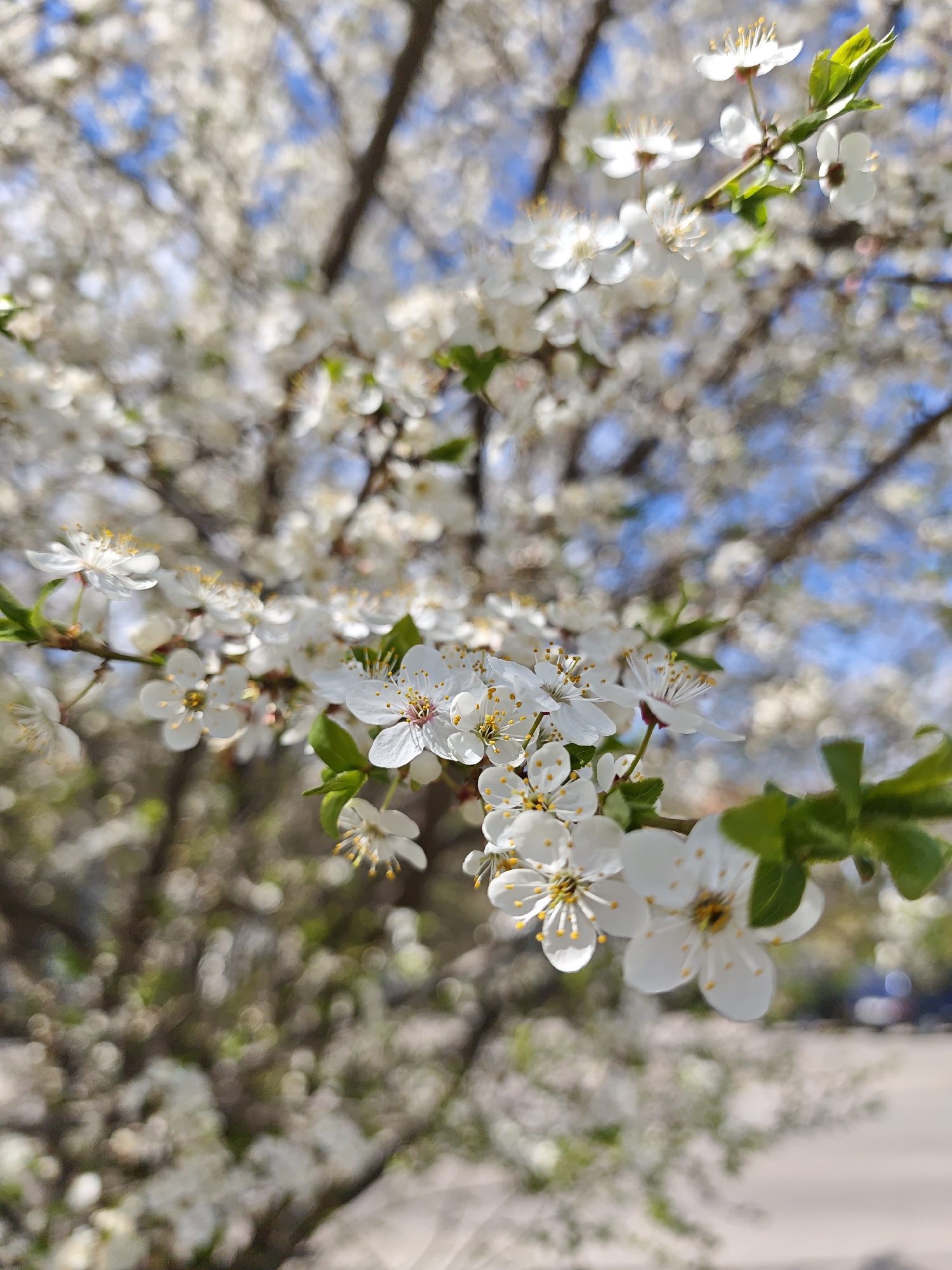 The image shows a close-up view of blooming white flowers on tree branches, likely in Vinnytsia, Ukraine. The branches are densely covered with blossoms, and a few small green leaves are visible. The background is blurred, revealing more blossoms and patches of blue sky. At the bottom right of the image, there is a hint of an urban environment with blurred cars and a road. The lighting suggests a sunny day.