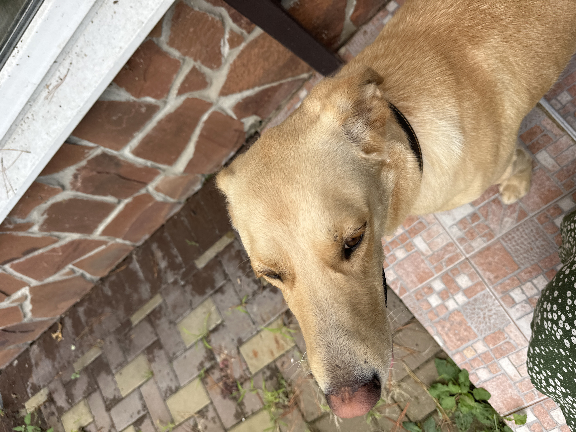 A light brown dog with its head turned to the left is the primary subject of the image. The dog is wearing a black collar and is positioned in the foreground, partially obscuring a patterned tiled area. Behind the dog, a brick wall with varied reddish-brown stones and white grout is visible. The ground in the background consists of interlocking paving stones, some appearing wet. A small amount of green foliage is present between the paving stones. The scene appears to be outdoors, possibly in a residential area or yard, but no specific landmarks in Sochi, Russia, are identifiable from the visual information provided.