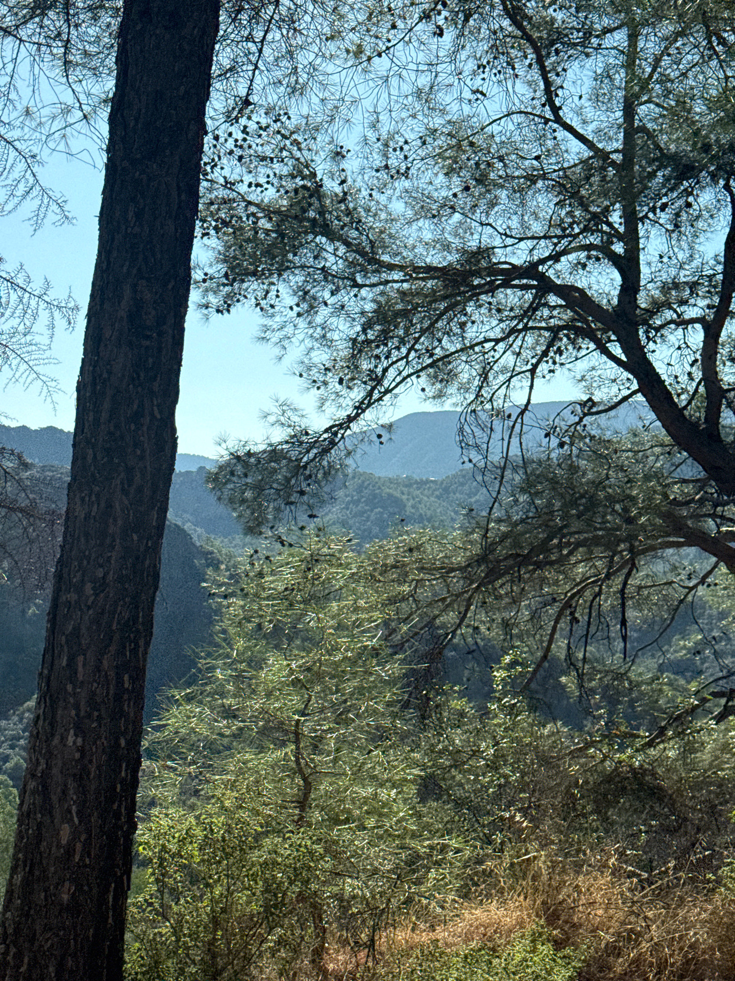 This image depicts a mountainous landscape with a dense forest in the foreground. The dominant element in the left foreground is the trunk of a large, dark-barked tree. Further into the scene, a variety of trees and undergrowth are visible, with a lighter green bushy tree in the mid-ground. The background reveals layers of rolling hills and mountains, stretching towards a clear blue sky. The environment suggests a natural, possibly wild, setting. The image appears to be a landscape photograph taken in or around Mylikouri, Cyprus, characterized by its verdant, hilly terrain. There are no people or animals present in the image.