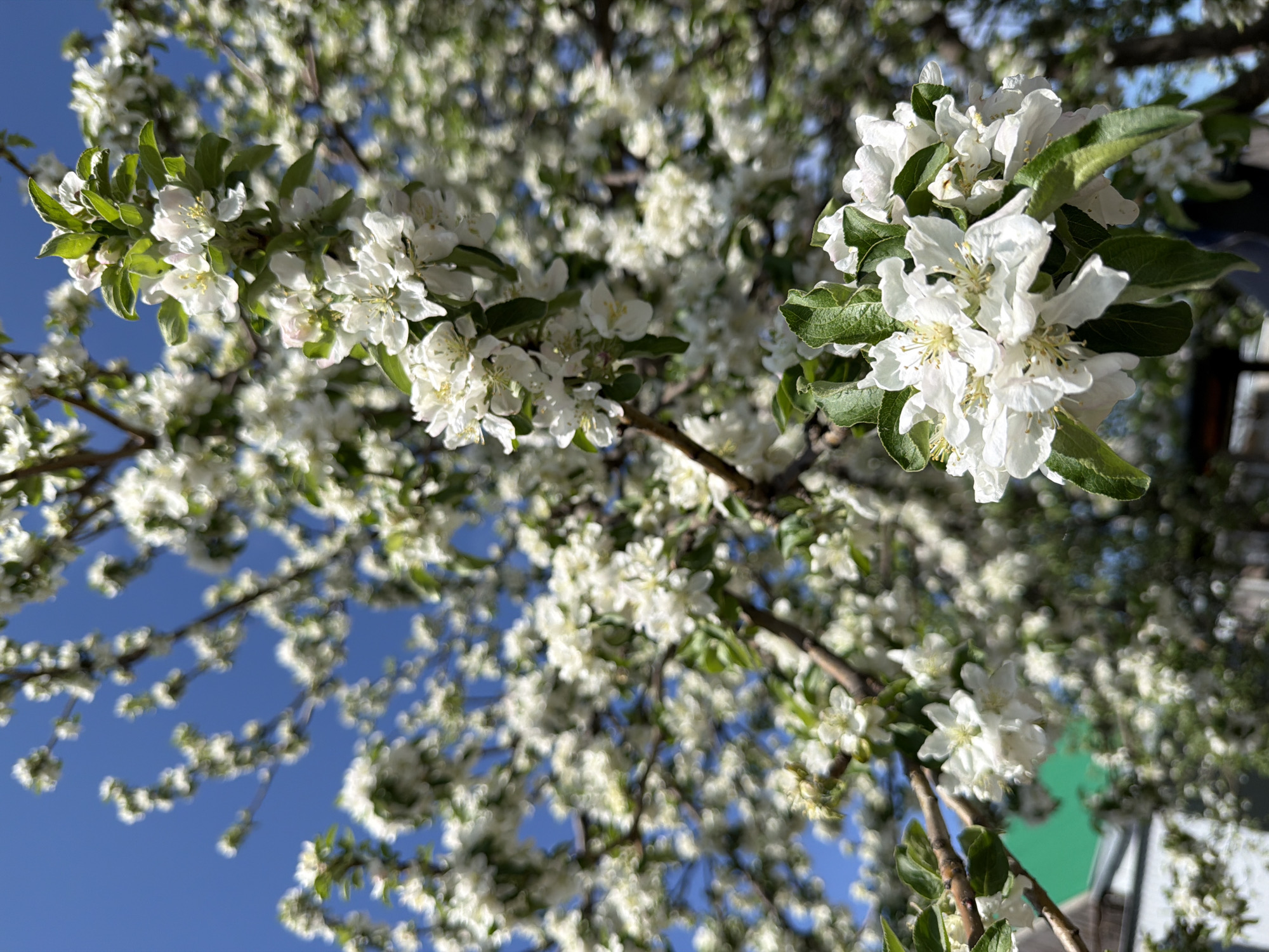 The image shows a close-up of a blooming tree, possibly a cherry or apple tree, with numerous white flowers and green leaves against a bright blue sky. The shot is taken from a low angle, looking up into the branches of the tree. The flowers are in full bloom and appear to be in good condition. The tree seems to be healthy and well-maintained. The location is not possible to determine from the image.