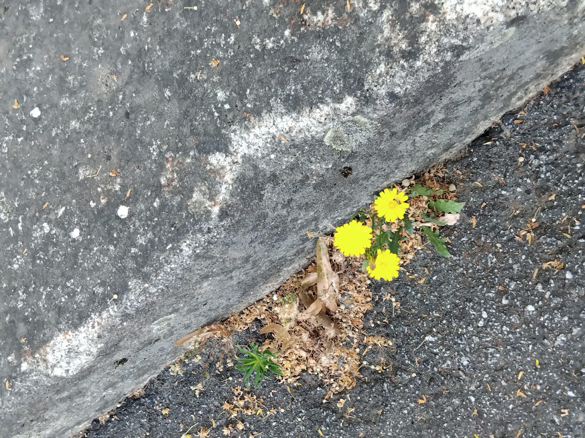The image captures a close-up view of a concrete curb bordering an asphalt surface. Growing in the narrow crevice between the curb and the asphalt are several small yellow wildflowers and some green foliage. The concrete curb has a rough texture with some patches of white discoloration and lichen growth. The asphalt is dark gray and shows some scattered debris, including small stones and dried leaves. The scene appears to be an urban environment, likely a street or sidewalk, in Vila Nova de Famalicão, Portugal. There are no people or animals visible in the image. The lighting suggests it is daytime.