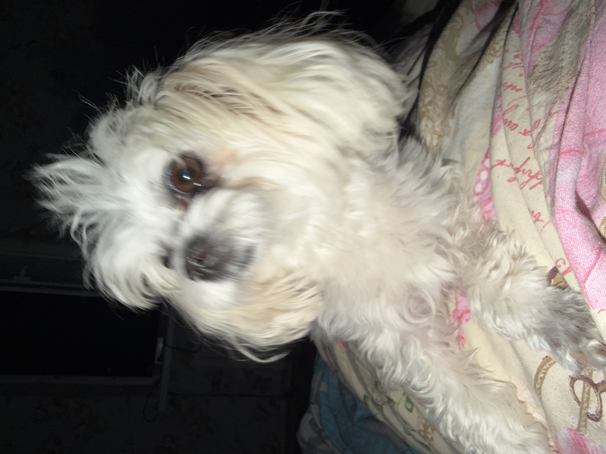A small, white dog with fluffy fur is lying on a patterned blanket. The dog's fur is light cream-colored and appears somewhat messy, with its top fur standing up. The dog's eyes are dark brown and appear to be looking slightly to the side. The blanket beneath the dog has a pattern of pink and beige floral designs. The background of the image is dark and out of focus, suggesting an indoor setting at night. There is no discernible context about the location in Partenit, Ukraine.