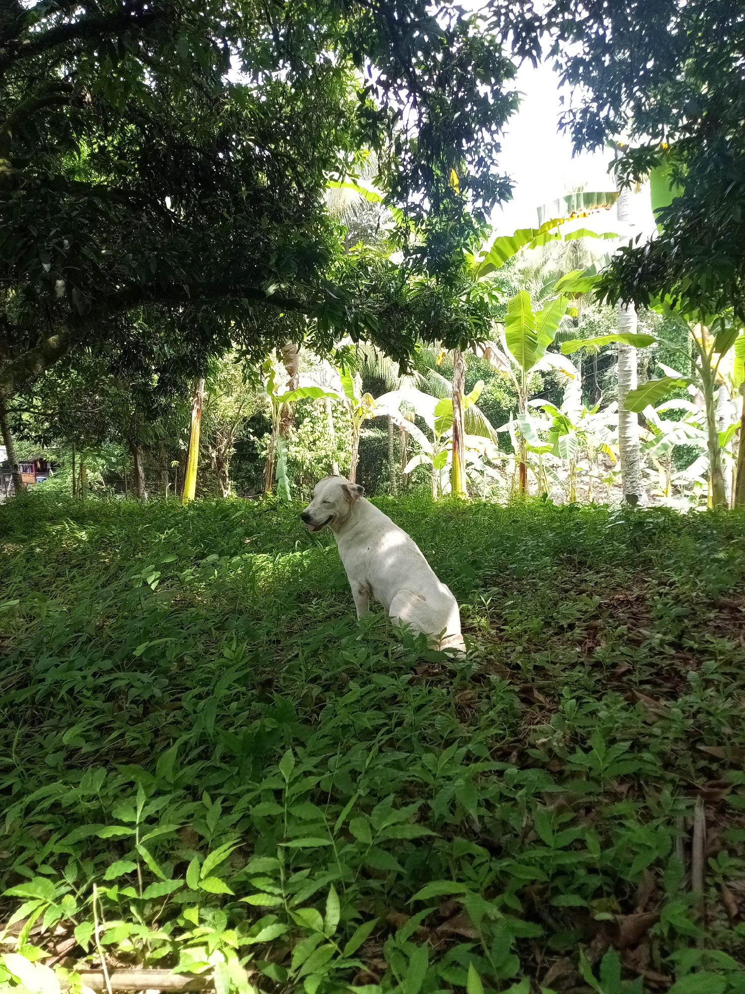 A medium shot shows a white dog seated in a grassy area, with banana trees visible in the background. The location appears to be a rural or semi-rural area in Davao City, Philippines, evidenced by the tropical vegetation. Sunlight filters through the trees, creating patches of light and shadow on the ground. The dog appears to be a mixed breed with short fur. There are no people visible. The environment consists of lush foliage, including grass, banana trees, and other tropical plants. The dog sits amidst the greenery, appearing relaxed in the shade.