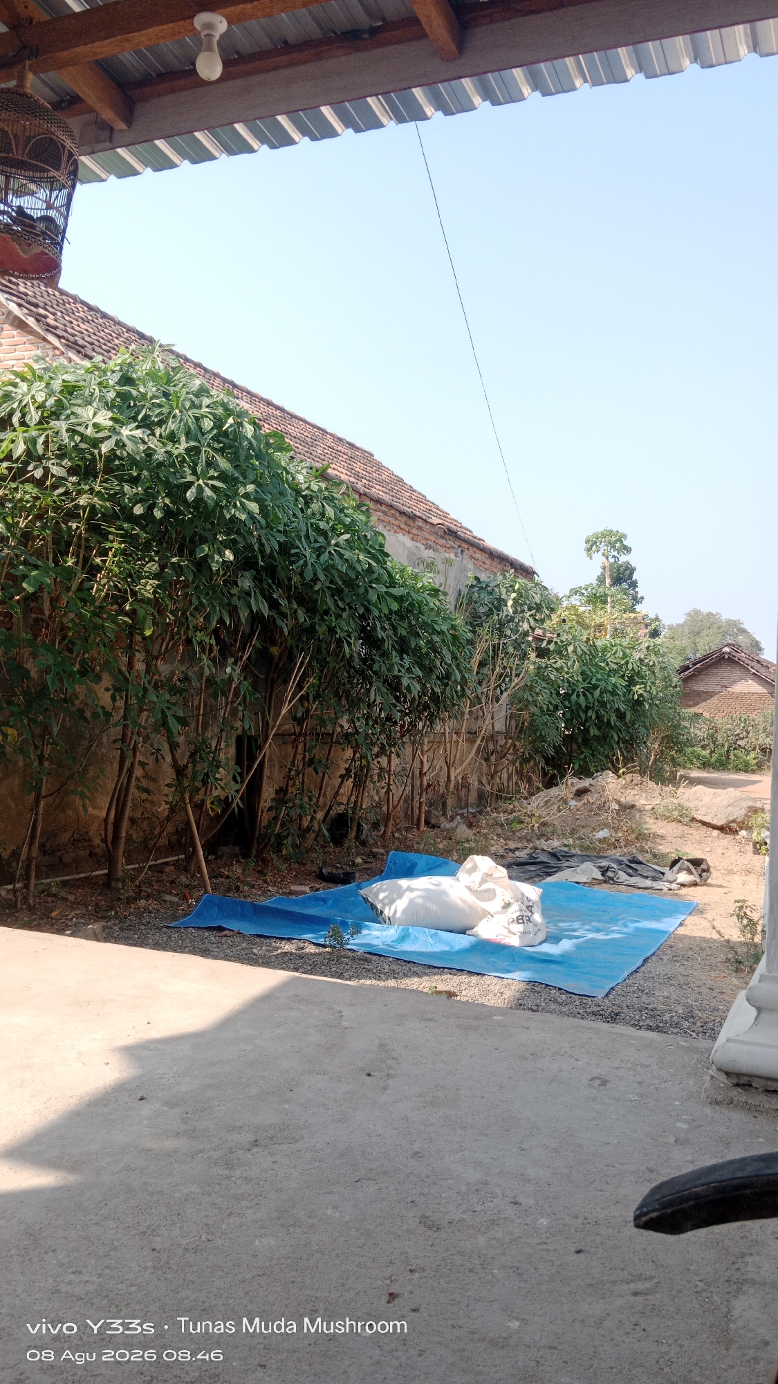 A courtyard scene in Soco, Indonesia. In the foreground, a concrete surface is visible, with a shadow from an overhead structure cast across it. A black object, possibly part of a motorcycle or chair, is partially visible in the lower right corner. In the middle ground, a bright blue tarp is spread on the ground, with two white sacks of material resting on it. Behind the tarp, a line of green leafy plants grows against a weathered brick wall. The wall is topped with a terracotta tiled roof. In the background, a clear blue sky dominates the upper portion of the image. A birdcage hangs from the roof structure. The timestamp "vivo Y33s • Tunas Muda Mushroom 08 Agu 2026 08.46" is present in the lower left corner.
