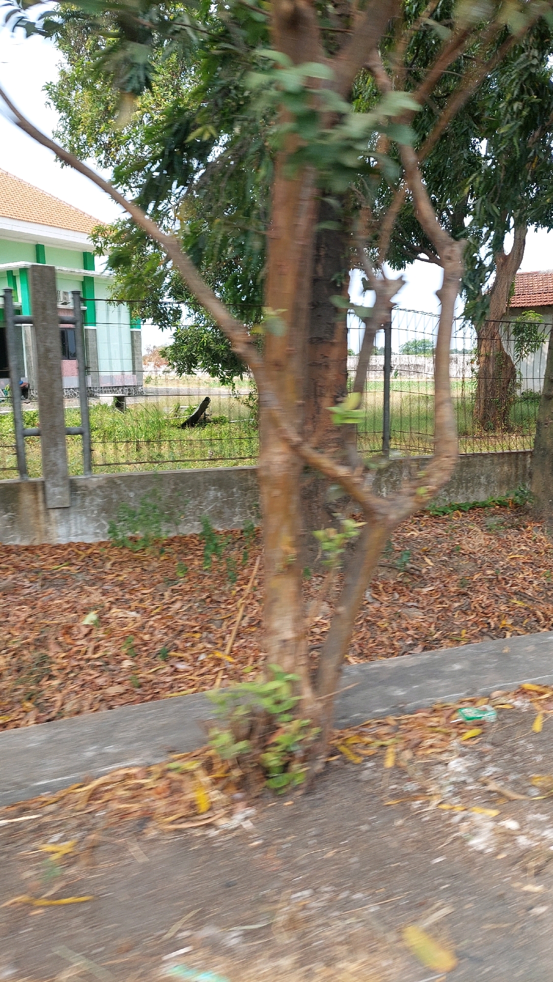 The image shows a tree in the foreground with a blurred background, suggesting movement. Behind the tree, there is a fence and a building with a tiled roof and green accents. The ground is covered with dry leaves. In the distance, there are more trees and what appears to be a field. The overall scene is likely an outdoor environment, possibly a roadside or park area in Sidoarjo, Indonesia. The building's architecture and the vegetation are consistent with a tropical climate. There are no people visible in the image. The motion blur indicates the photo was likely taken from a moving vehicle.