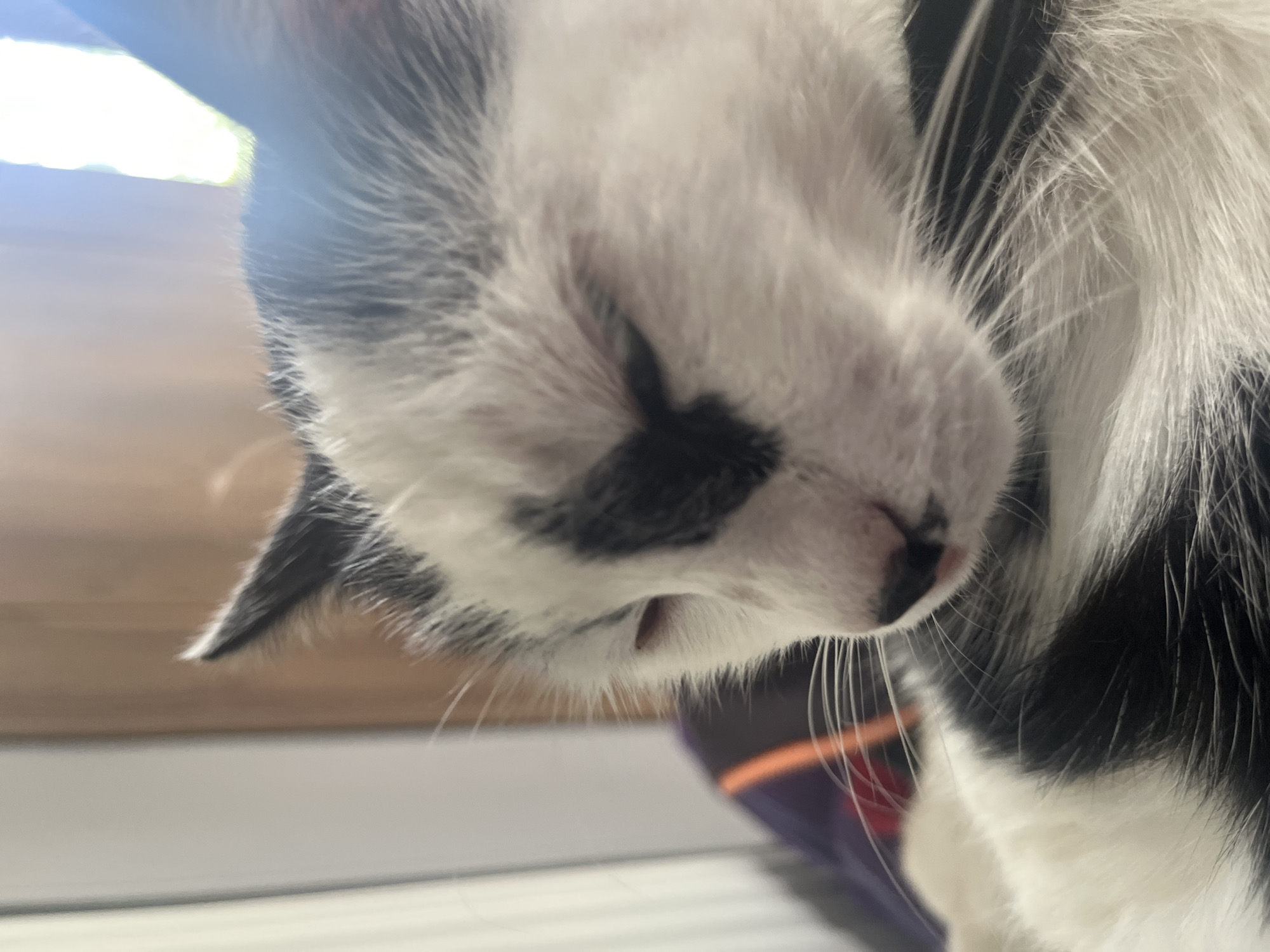 The image is a close-up, eye-level shot of a black and white cat's face. The cat's eyes are mostly closed, with its left eye partially visible and appearing pinkish. A distinctive black marking, shaped somewhat like a heart, is prominent on the cat's forehead, extending over the bridge of its nose. The cat has white fur on its face, muzzle, and chest, with black fur on its ears and back. Long white whiskers are visible fanning out from its muzzle. The background is blurred, showing vertical lines that suggest a window or blinds, and a warm, diffused light source, possibly daylight filtering through. Part of the cat's body, covered in black and white fur, is visible in the lower portion of the frame, resting on a surface that appears to be a cushion with orange and purple stripes. The setting is indoors. No specific landmarks or elements indicating a location in Ureki, Georgia are present in the image.