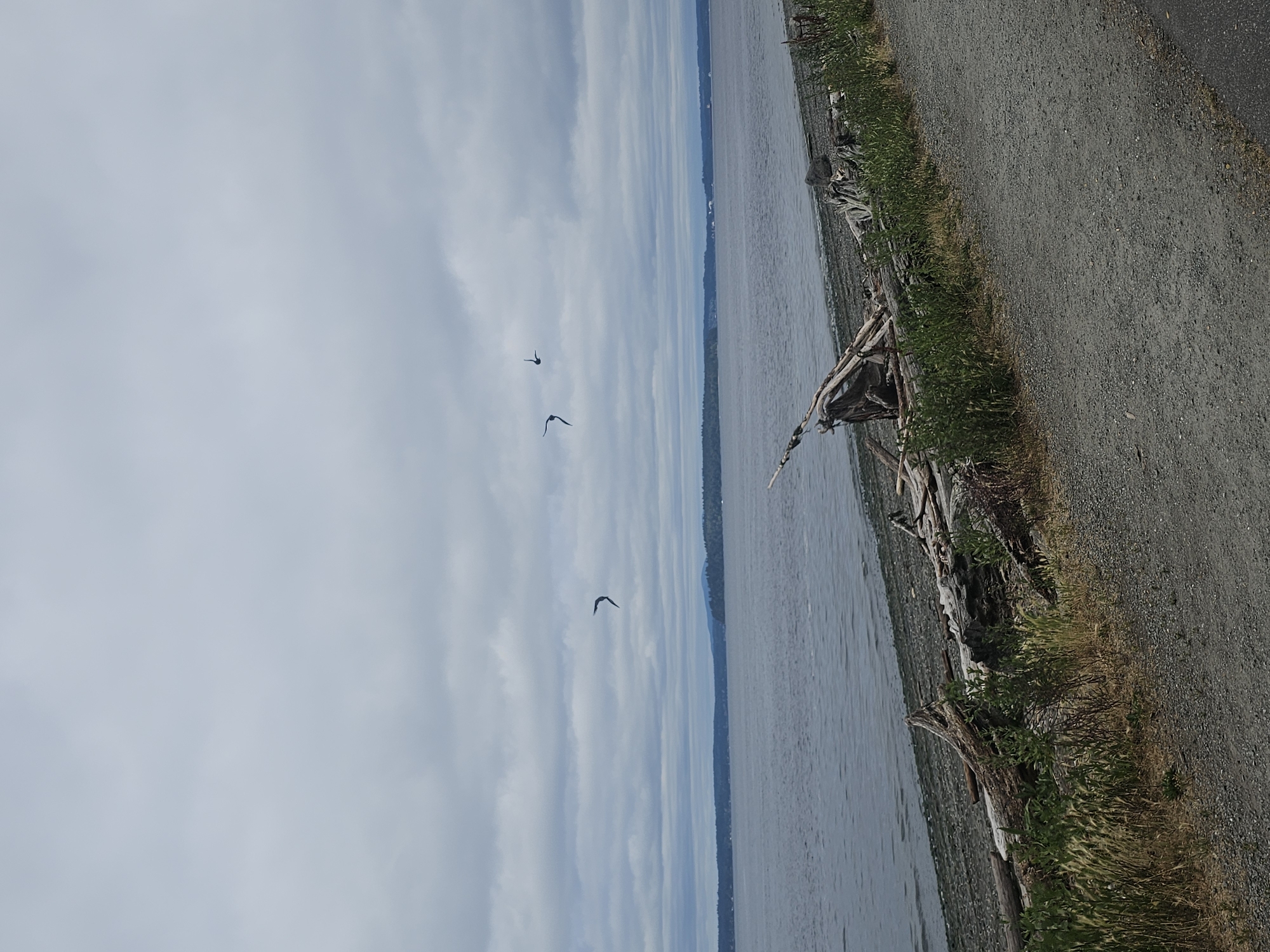 The image depicts a serene coastal scene on a cloudy day. In the foreground, a gravel path runs along a beach littered with driftwood. The beach is composed of small pebbles and scattered logs. Beyond the beach, a body of calm water stretches to the horizon, meeting a distant landmass covered in trees. Several birds are captured in mid-flight against the overcast sky. The scene is devoid of people and buildings, suggesting a natural or undeveloped area. Without additional context or identifying landmarks, pinpointing the exact location in Seattle is not possible, but it represents a typical waterfront landscape found within the city's many parks or shorelines.