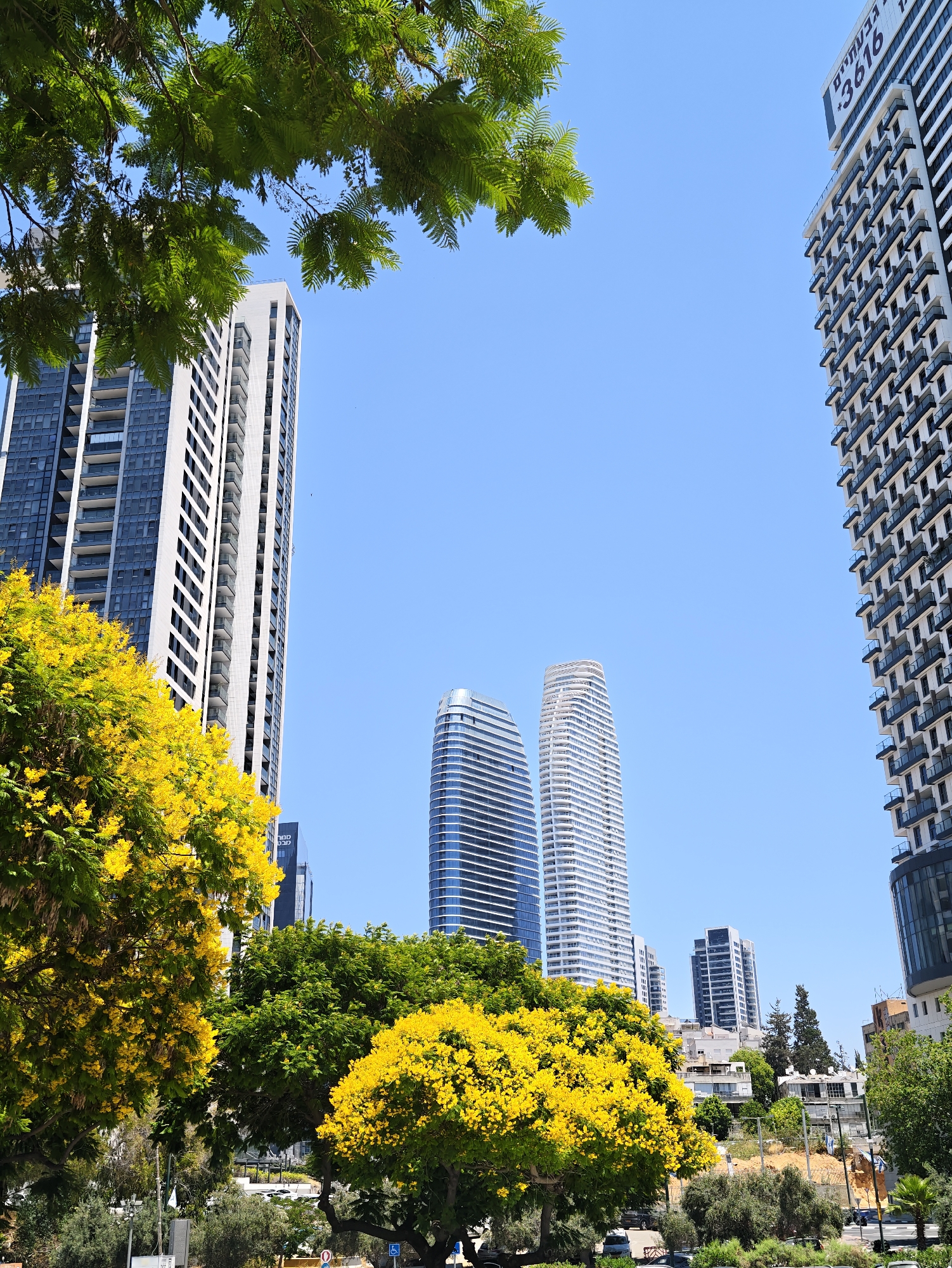 The image depicts a clear blue sky above a city skyline in Givatayim, Israel. Several modern high-rise buildings dominate the view, with varying architectural styles. On the left, a tall, slender building features a dark glass facade with white vertical accents. To its right, two distinctively curved, white skyscrapers stand side-by-side. In the foreground, vibrant yellow flowering trees and lush green foliage create a natural contrast against the urban landscape. A portion of another tall building with a white exterior and dark balconies is visible on the far right, displaying the numbers "3616" and Hebrew text. The lower part of the image shows a street level view with some trees, vegetation, and what appears to be a sidewalk or walkway. The overall scene suggests a bright, sunny day in a developed urban area.