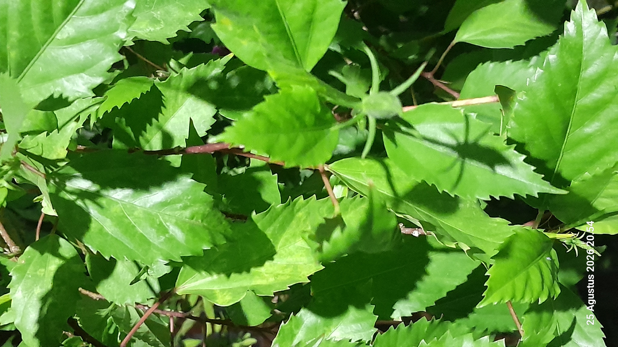 This is a close-up, top-down shot of green hibiscus leaves. The leaves have serrated edges and prominent veins, with some showing lighter patches and others casting shadows on themselves. The branches are thin and reddish-brown. The image is dated "25 Agustus 2026 20:54," suggesting it was taken in Madiun, Indonesia, at twilight. There are no people or animals visible. The focus is on the texture and form of the foliage, illuminated by natural light.