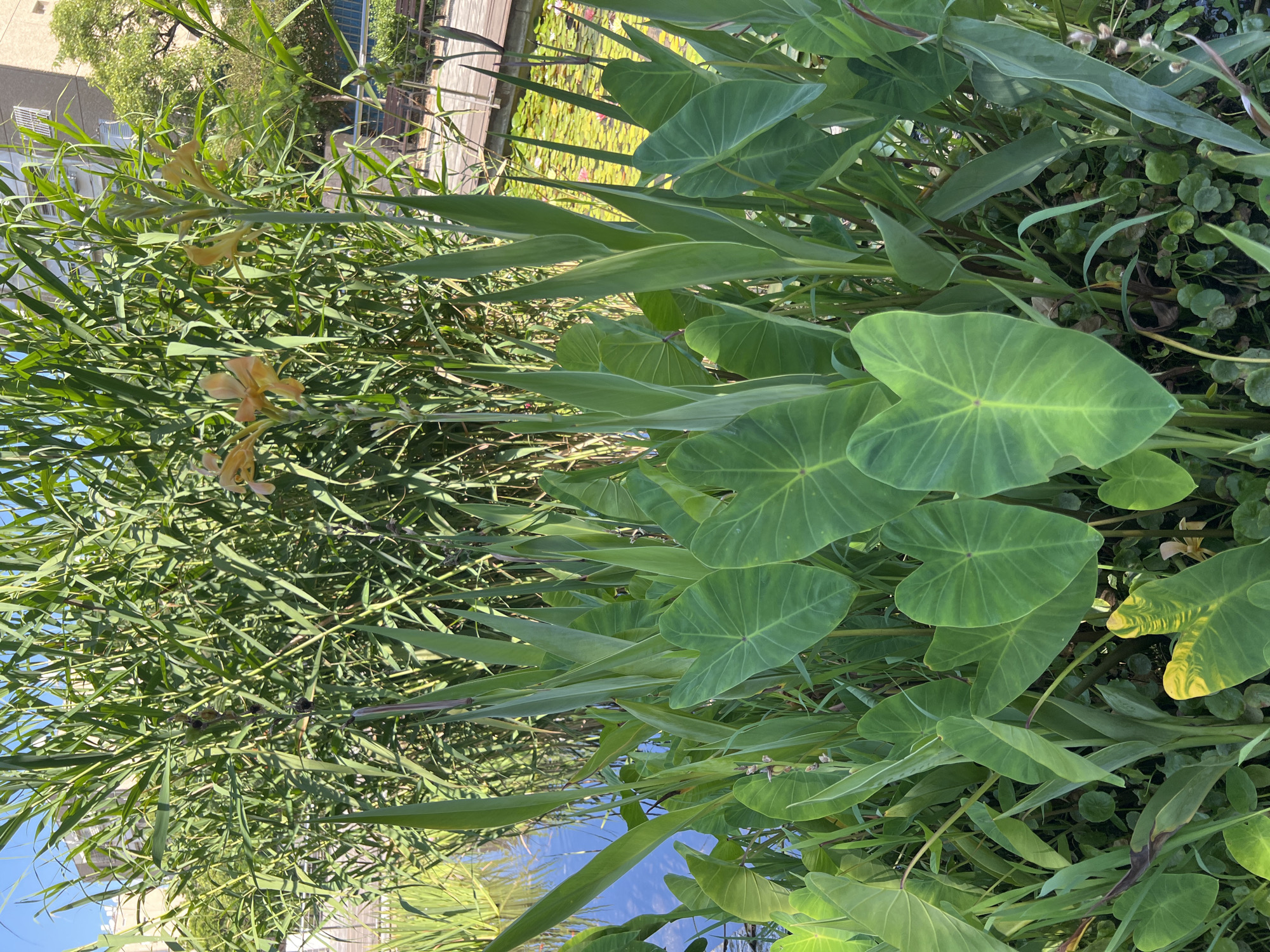 The image depicts a lush pond area in Kiryat Bialik, Israel, surrounded by dense green vegetation. Prominently featured are large, heart-shaped elephant ear leaves, characteristic of a humid environment. Tall reeds and grasses form a dense backdrop, with hints of buildings and a clear blue sky visible in the upper portion of the frame, suggesting an urban or suburban setting. Several tall stalks of yellow canna lilies are visible amongst the reeds, adding a splash of color to the scene. The water surface of the pond is partially visible, reflecting the sky and vegetation. A wooden boardwalk is visible in the background, indicating a park or recreational area. The overall impression is one of a well-maintained natural or semi-natural space within a developed area. No people are visible in the image.