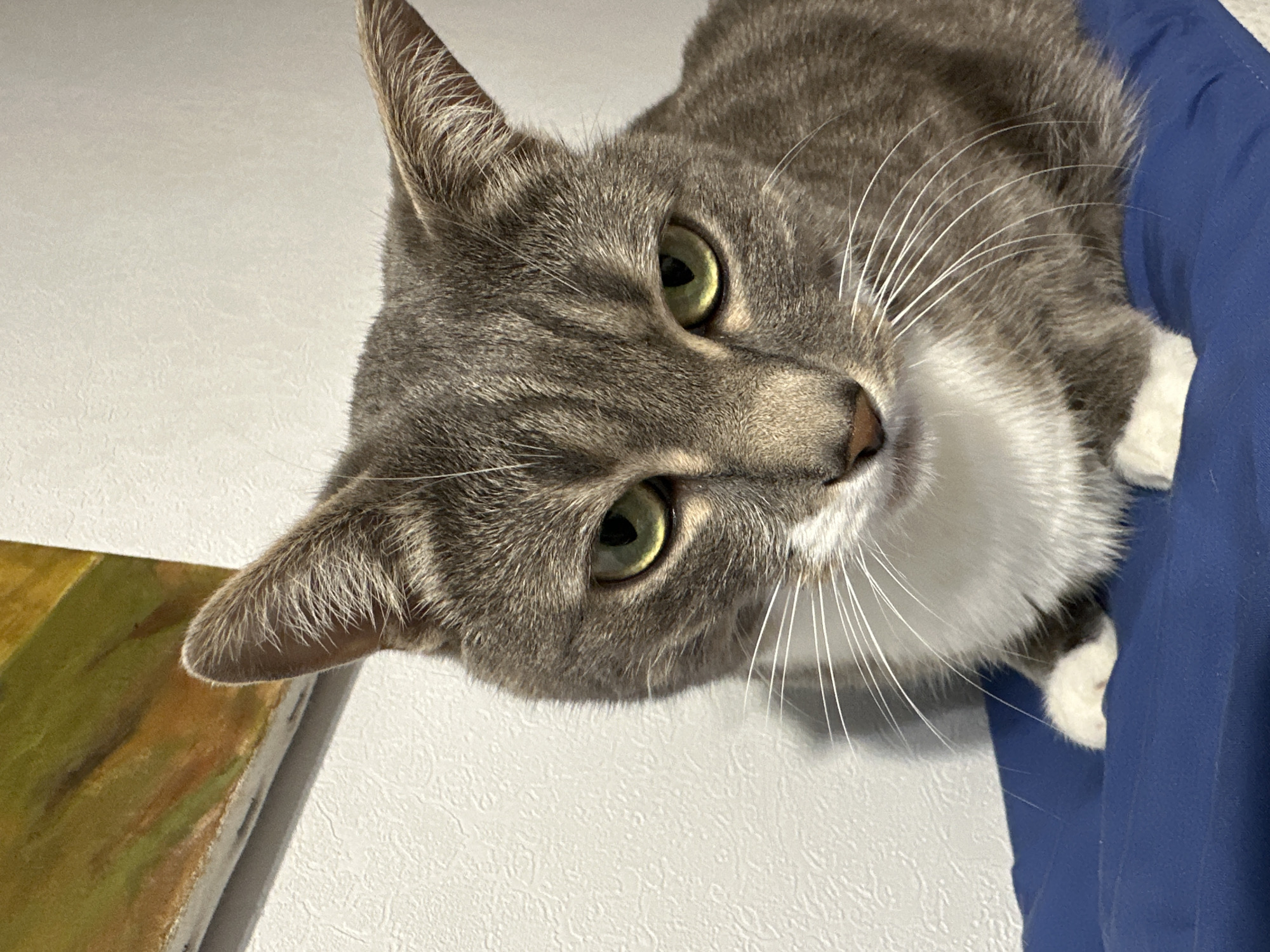 A grey tabby domestic shorthair cat with prominent white markings on its muzzle, chest, and paws is captured in a close-up, eye-level shot. The cat's fur displays distinct dark grey stripes against a lighter grey base. Its eyes are a vivid green, narrowed slightly, and focused directly forward. Long, white whiskers extend from its muzzle. The cat is positioned on a vibrant blue, soft-textured surface, possibly a cushion or blanket, which occupies the lower portion of the frame. In the background, a textured white wall is visible, showing a stippled pattern. To the upper left, a portion of an abstract painting or artwork, featuring broad brushstrokes of yellow, green, and orange, is partially visible, positioned above the cat's left ear. The lighting appears to be artificial, casting subtle shadows. The scene is located in the city of Unknown, Unknown.