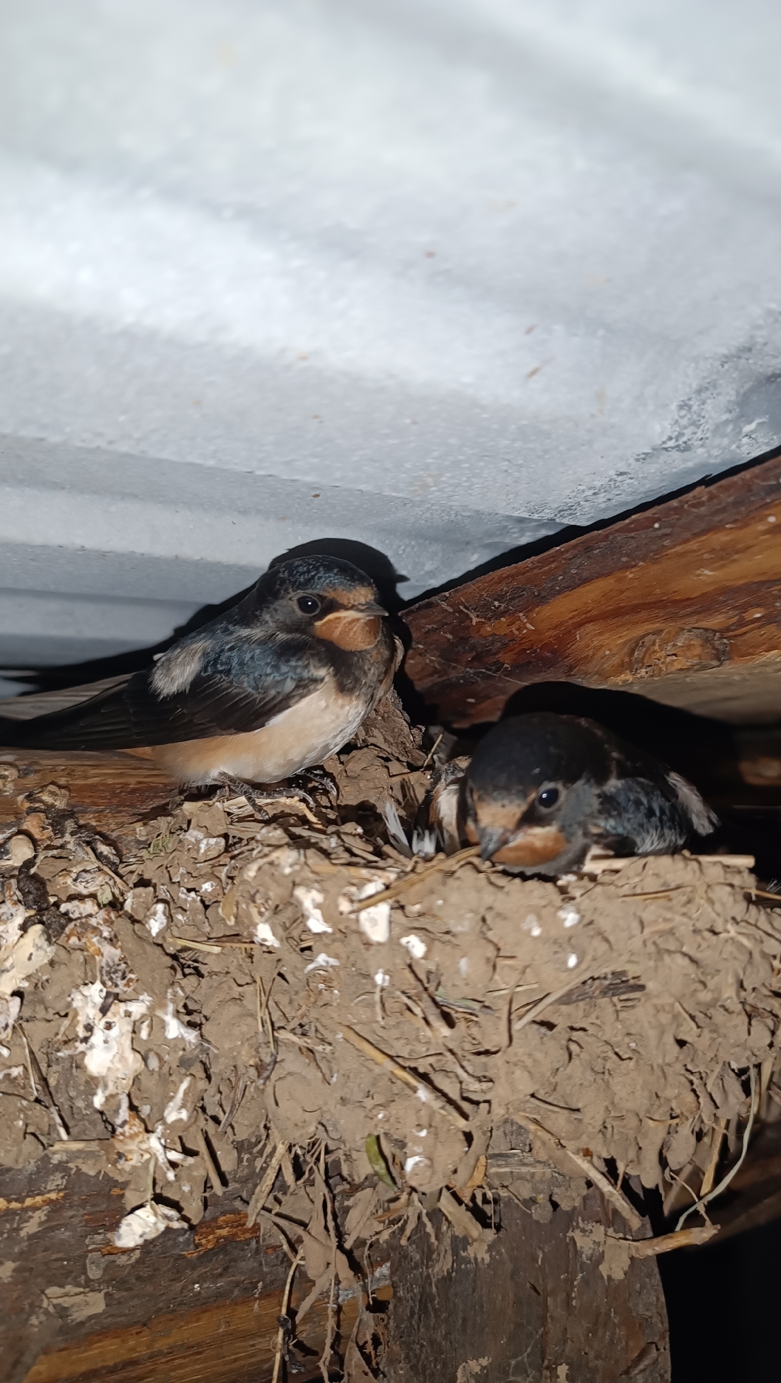 Two young swallows are nestled in a muddy nest constructed from twigs and dried grass, located under a white, corrugated roof. One swallow, positioned on the left, is facing forward with its head slightly tilted. The other, to the right, is partially obscured and appears to be looking down. Both birds have dark plumage with lighter undersides and reddish-brown markings around their beaks. The nest is built on wooden beams, one of which is prominent in the foreground and appears weathered. The environment suggests an outdoor, possibly urban or suburban setting, though a specific location in Karsha, Russia, cannot be determined from the visual information alone.