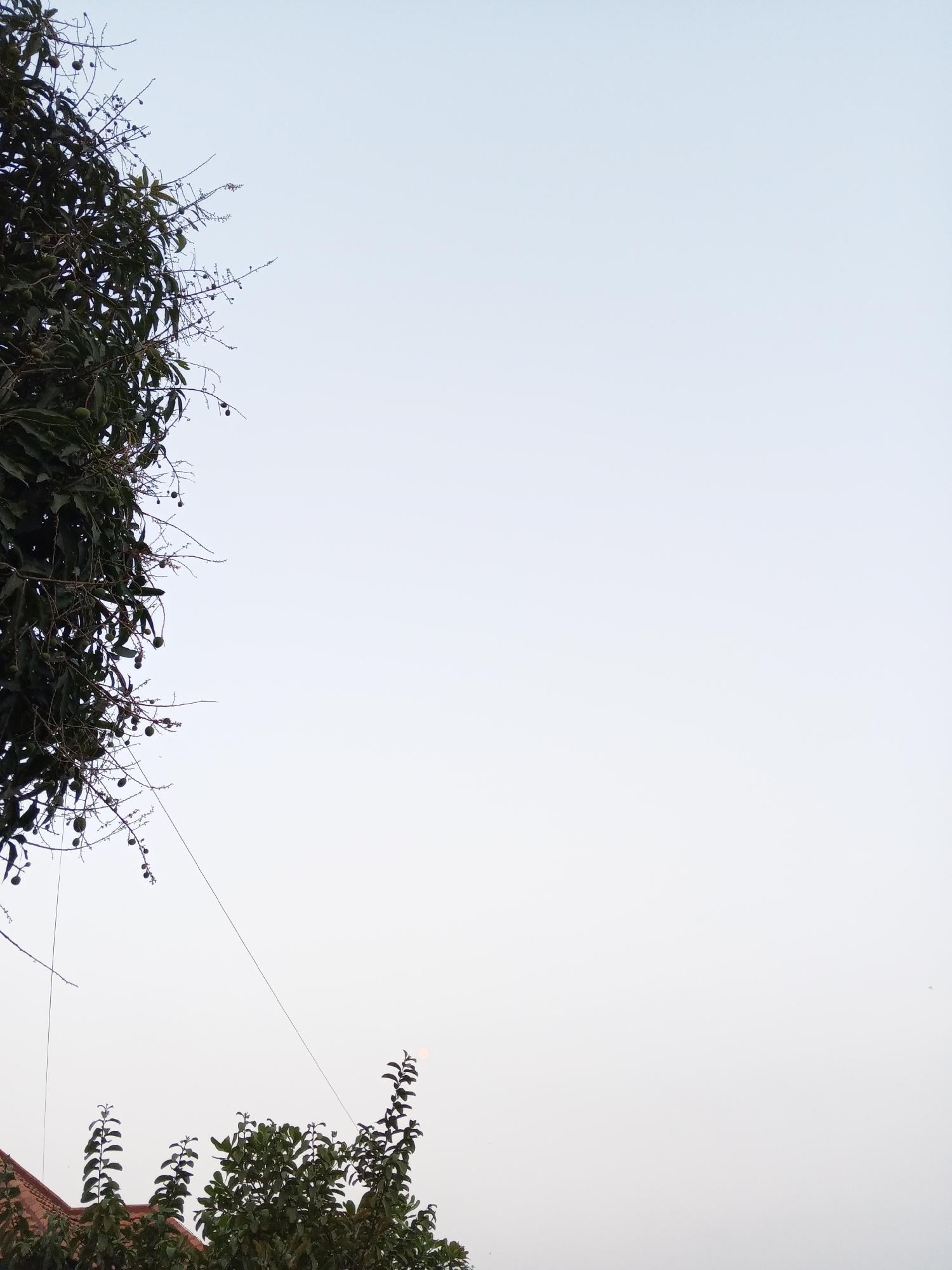 An outdoor, low-angle shot captures a pale, hazy sky with a large tree in the upper left corner. The tree's dark green leaves and bare branches are visible, with small green fruits or flowers dotting some of the branches. A thin wire stretches diagonally across the frame from the tree towards the right. In the lower portion of the image, the tops of other green trees and a portion of a terracotta-tiled roof are discernible. A faint circular light source, possibly the sun obscured by haze, is visible in the upper right quadrant of the image. The scene is devoid of any human presence. The location is the city of Gebang, Indonesia.