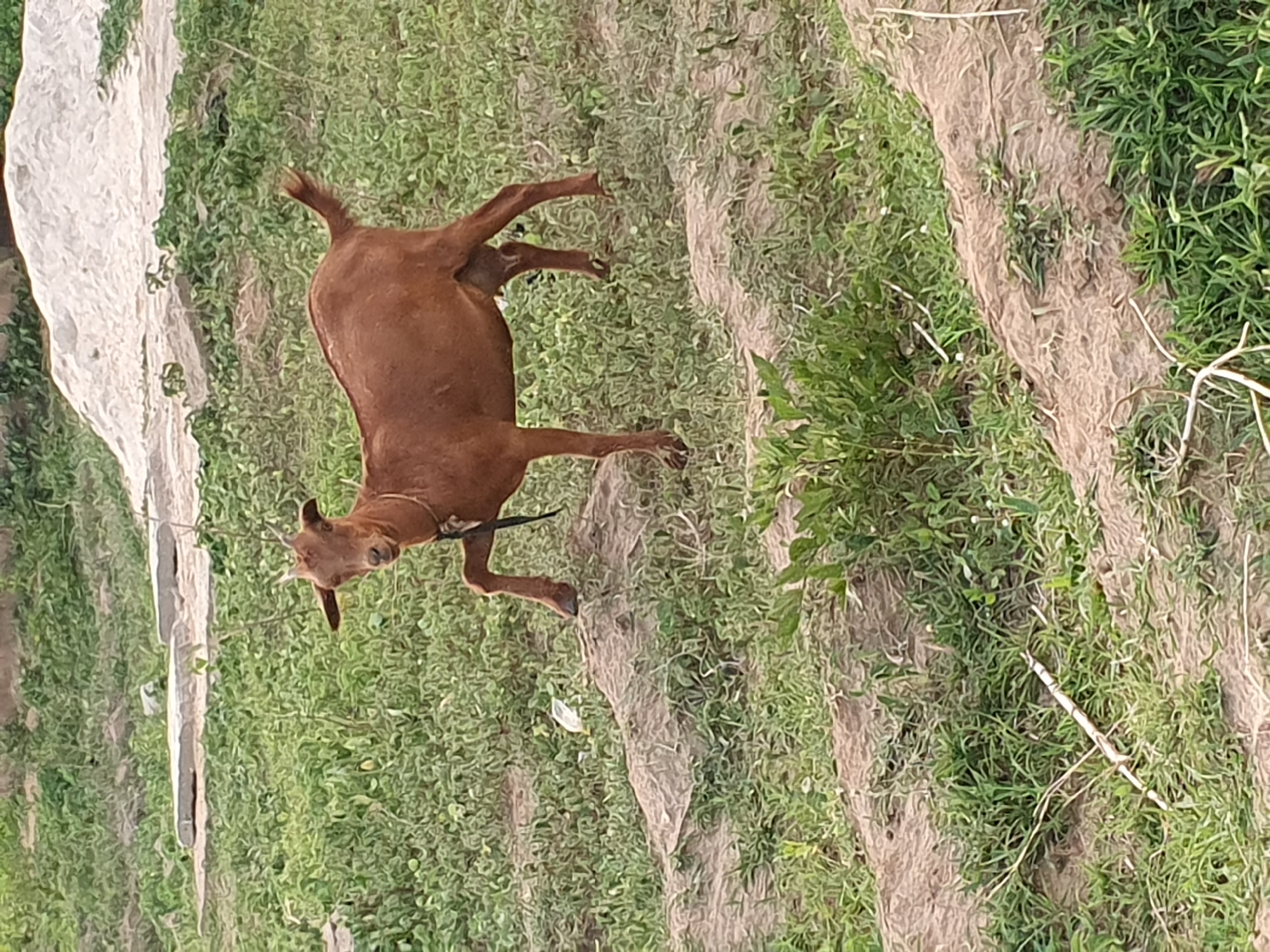 The image shows a brown goat standing in a grassy field in Bana Stream, Nigeria. The goat is wearing a black collar. The field has patches of bare soil and some weeds. A white concrete structure is visible to the left.