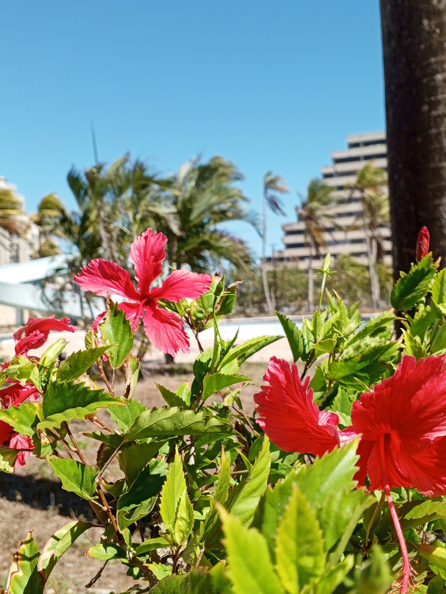 The image shows a close-up of red hibiscus flowers in full bloom, surrounded by green foliage. In the blurred background, there are palm trees, a light-colored structure that might be part of a building or architectural element, and a tall building with a stepped or pyramid-like design. The sky is a clear blue. Based on the stepped building and the presence of palm trees, it is likely the location is near Hotel Hesperia Isla Margarita in Porlamar, Venezuela.