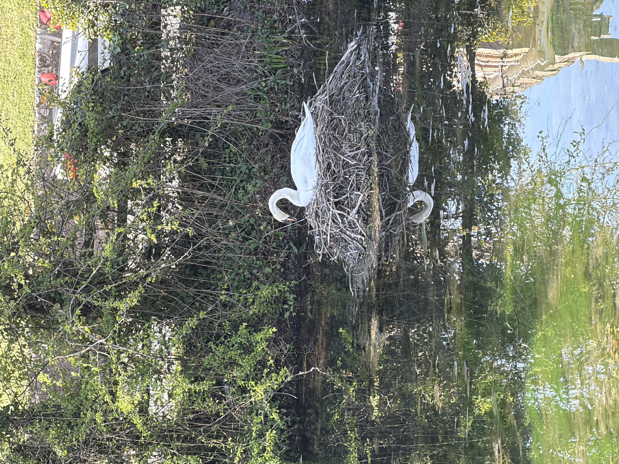 A swan nest, likely located on the banks of a river or body of water within Tonbridge and Malling, United Kingdom, is prominently featured. A white swan is partially visible within the nest, which is constructed of branches and twigs. The water reflects the surrounding vegetation, creating a mirror-like image. The vegetation is dense, composed of bushes and trees, with some branches appearing bare while others have green leaves. A portion of a building, seemingly with red accents, is also visible in the background.