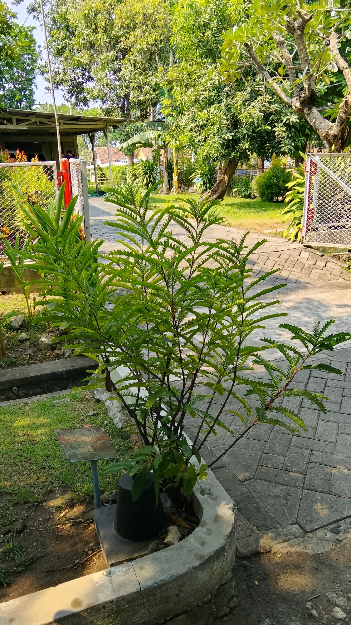 In Tlogobendung, Indonesia, a medium-sized shrub with serrated, compound leaves grows in a concrete planter. The shrub's branches are a dark reddish-brown and extend outwards, creating a bushy appearance. It is positioned next to a cracked concrete pathway made of interlocking rectangular and trapezoidal pavers. Behind the shrub, a metal sign with blue lettering is mounted on a pole. The surrounding environment is lush, with various trees and plants, including what appears to be banana leaves, visible in the background. A section of a wire fence with red posts is on the left side of the image, and another similar fence is on the right. In the distance, a building with a corrugated metal roof and a porch area is partially visible. The lighting suggests it is daytime, with sunlight casting shadows on the ground and illuminating the foliage.