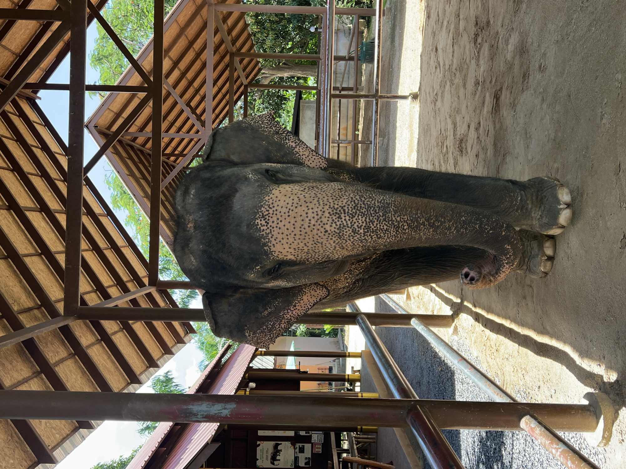 The image depicts an Asian elephant standing within an open-air shelter at what appears to be an elephant sanctuary or park in Baan Thurian, Thailand. The shelter has a wooden roof supported by metal poles, with corrugated metal roofing visible on an adjacent building. The ground is a mixture of sand and gravel. The elephant is facing forward, its trunk slightly curled. In the background, there are fences, trees, and other structures, suggesting an outdoor enclosure or viewing area. The lighting indicates it is daytime.