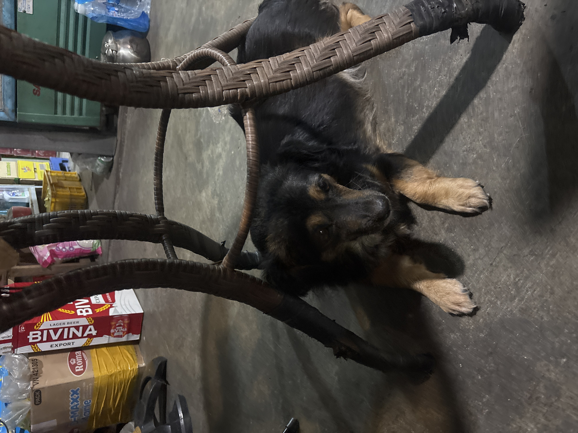 The media file shows a German Shepherd dog lying on its back under a woven chair. The dog has black and tan fur and appears to be resting or sleeping. The chair is made of a dark, woven material and has a rustic appearance.
In the background, there are shelves with various items, including what appear to be boxes of beer and other packaged goods. Some of the visible text on the boxes reads "BIVINA EXPORT" and "Roma". There are also plastic bottles of water visible. The floor is a concrete surface.
The lighting suggests it is indoors, and possibly evening or a dimly lit area. The dog's relaxed posture and the indoor setting indicate a casual, domestic scene. There are no people visible in the image. The overall mood is calm and peaceful.