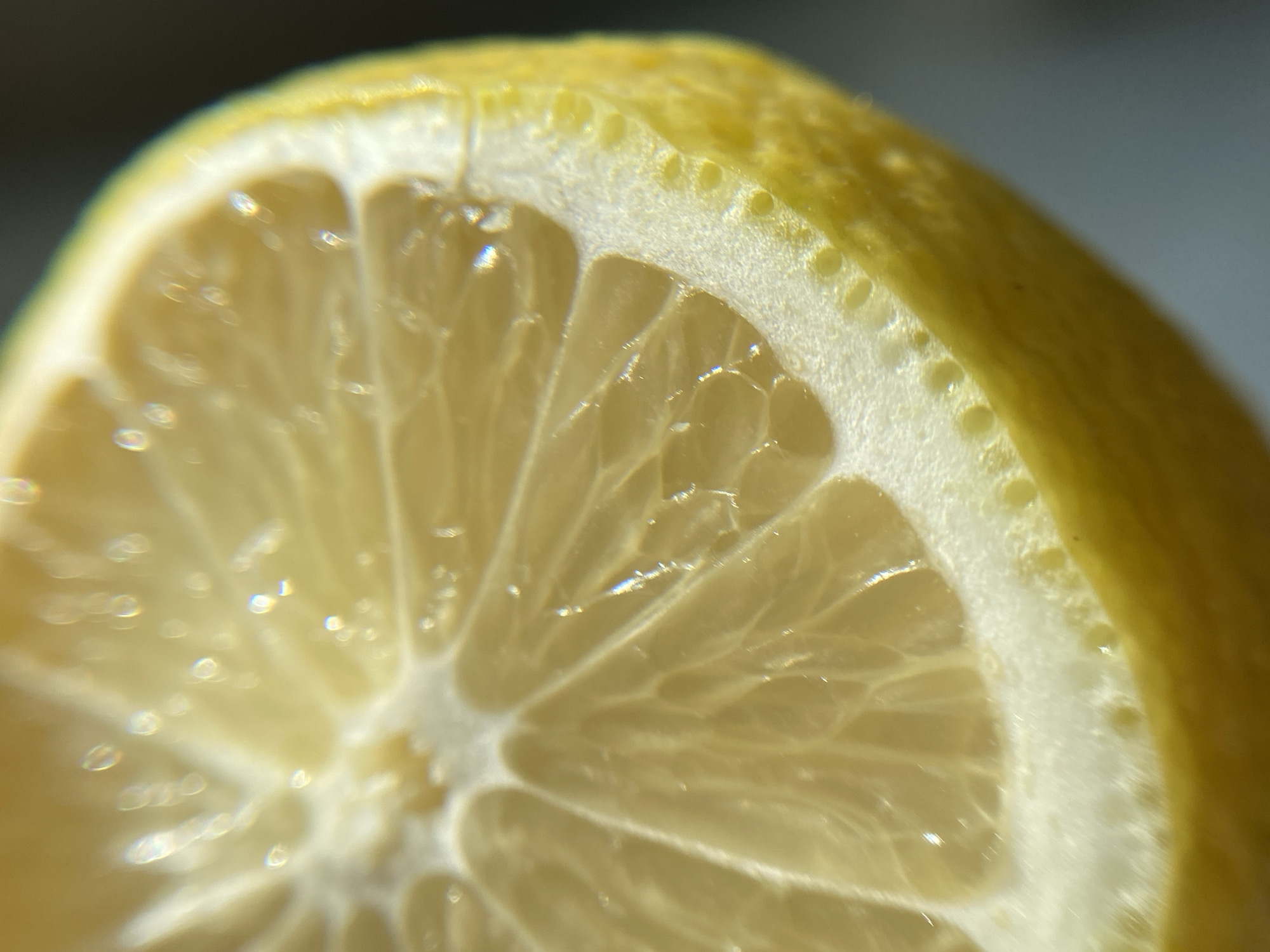 A close-up, macro photograph captures a slice of a bright yellow lemon. The image is tightly cropped, focusing on the textured peel and the segmented interior of the fruit. The peel exhibits a slightly bumpy surface with tiny pores, and a distinct white pith layer is visible beneath it. The flesh of the lemon is translucent and juicy, with thin membranes separating the segments. Numerous small, shimmering highlights are scattered across the surface, suggesting moisture or a light reflection. The background is blurred and dark, emphasizing the sharp detail of the lemon slice. There are no people or identifiable surroundings, and the image appears to be a still life study of the fruit.