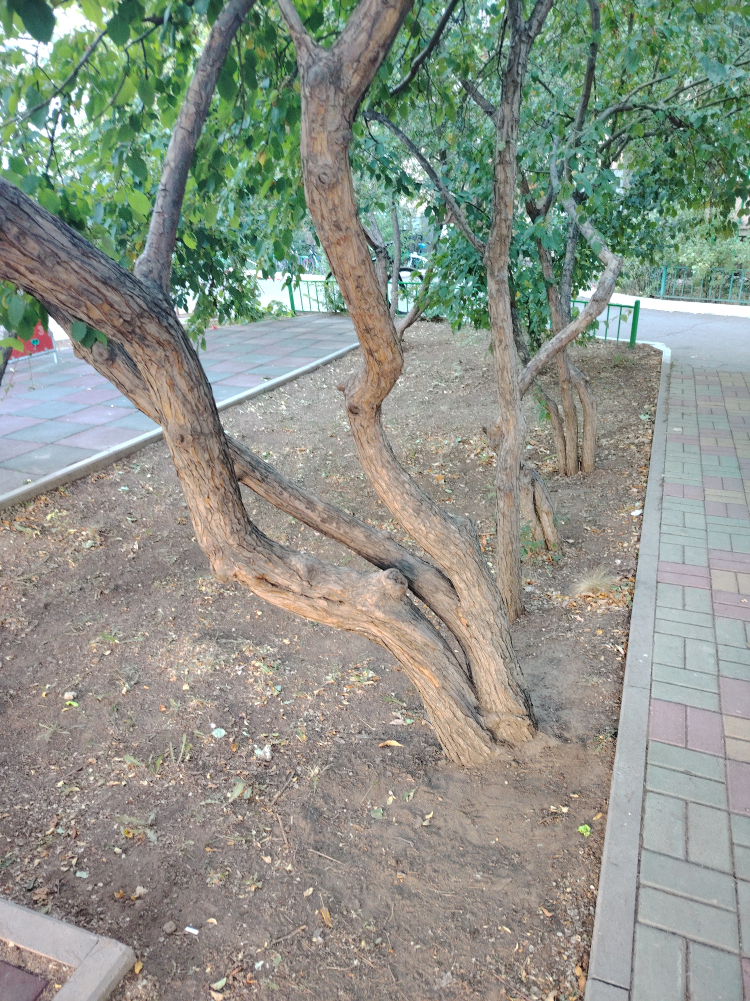 The image depicts a close-up view of several trees with gnarled, intertwined trunks, growing in a patch of dry, sandy soil covered with fallen leaves and small weeds. A paved walkway with a brick-like pattern made of colored rectangular tiles runs alongside the trees. In the background, beyond a green metal fence, more trees and greenery are visible, suggesting a park or a green urban area. The lighting indicates it is daytime, with soft shadows. The scene is devoid of people. Given the visual cues of the surrounding vegetation and the general urban environment, this scene could plausibly be located in a park within Astana, Kazakhstan, likely during the late summer or early autumn months when leaves are beginning to fall.