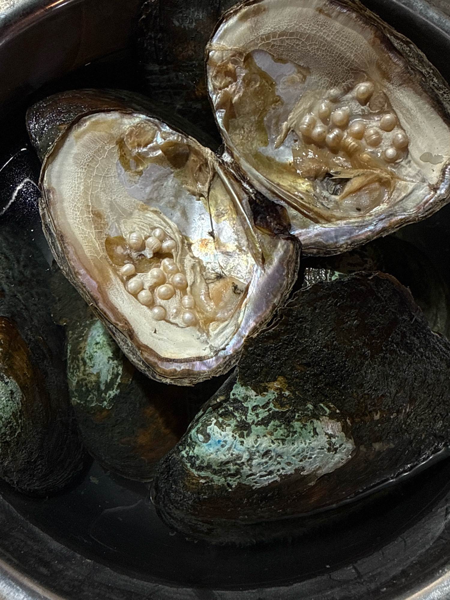 The image shows a close-up of several open oysters with pearls inside, placed in a metal container of water. The oysters are mostly dark on the outside with some iridescent green and blue patches. The interiors are a pale, shimmering white and beige, revealing multiple small, round, cream-colored pearls nestled within. The lighting is somewhat dim, with reflections from the pearls and the water. This scene is from Yiwu, China, a city known for its wholesale markets, including those that trade in pearls and related jewelry.