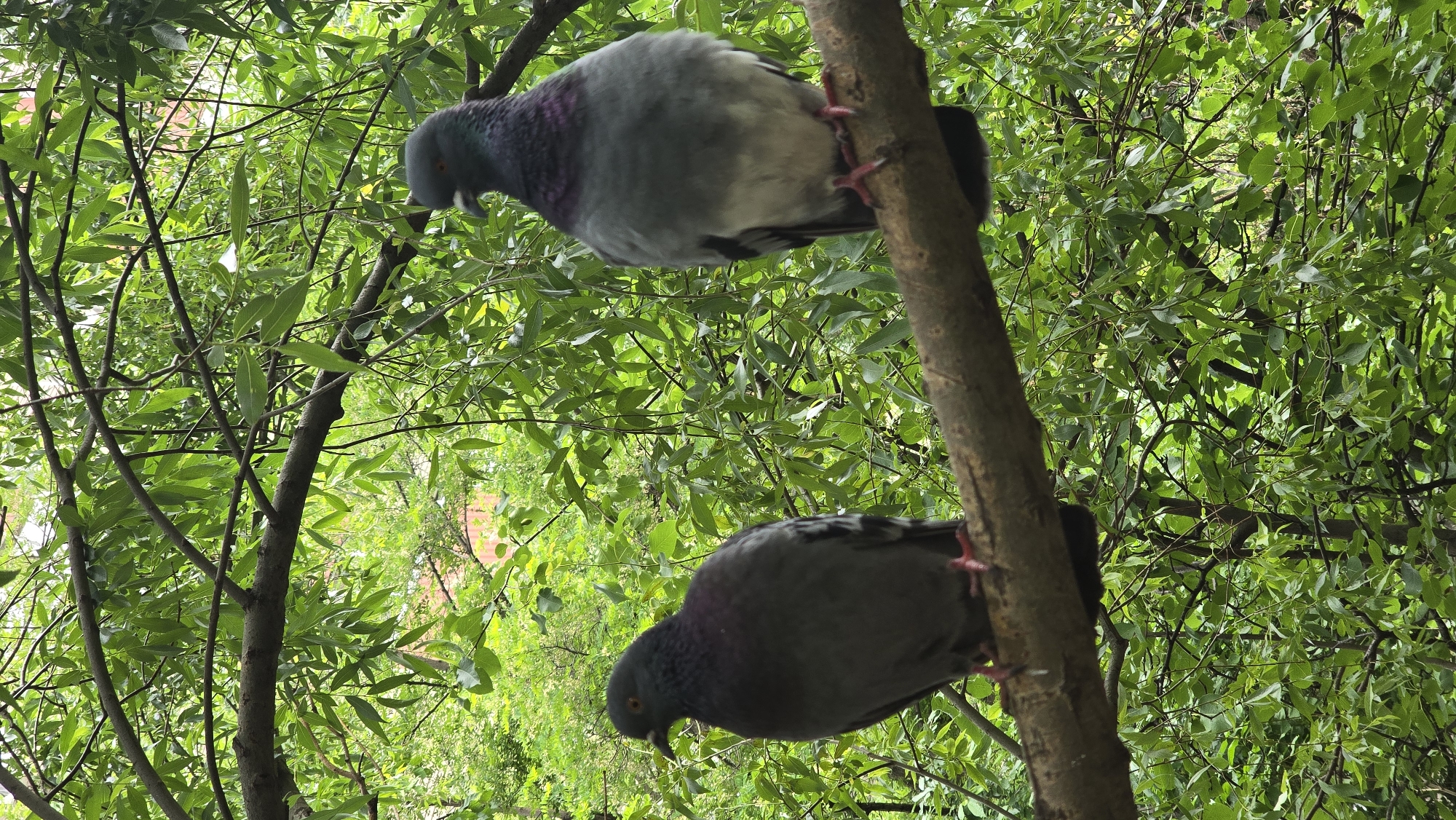 The image displays two pigeons perched on the branches of a tree, viewed from below, looking up into the canopy. The scene is dominated by vibrant green foliage and brown tree branches, indicating a lush outdoor environment.
The upper pigeon is positioned on a relatively thin branch, its grey body with iridescent purple and green neck feathers clearly visible. Its head is tilted downwards, suggesting it might be looking at something below, perhaps foraging or observing. Its pink feet are firmly gripping the branch.
The lower pigeon is situated on a thicker branch, beneath the first one. It also exhibits the typical grey plumage with iridescent neck markings. Similar to the upper bird, its head is oriented downwards. Its pink feet are visible, holding onto the branch.
The background consists of a dense network of bright green leaves and intertwining branches, creating a rich, natural setting. The lighting suggests it is daytime, with bright, diffused light illuminating the leaves without casting harsh shadows, possibly indicating an overcast sky or dappled sunlight filtered through the canopy. No discernible human structures or text are visible, emphasizing the natural aspect of the scene. The overall impression is one of calm and natural observation of wildlife in its arboreal habitat.