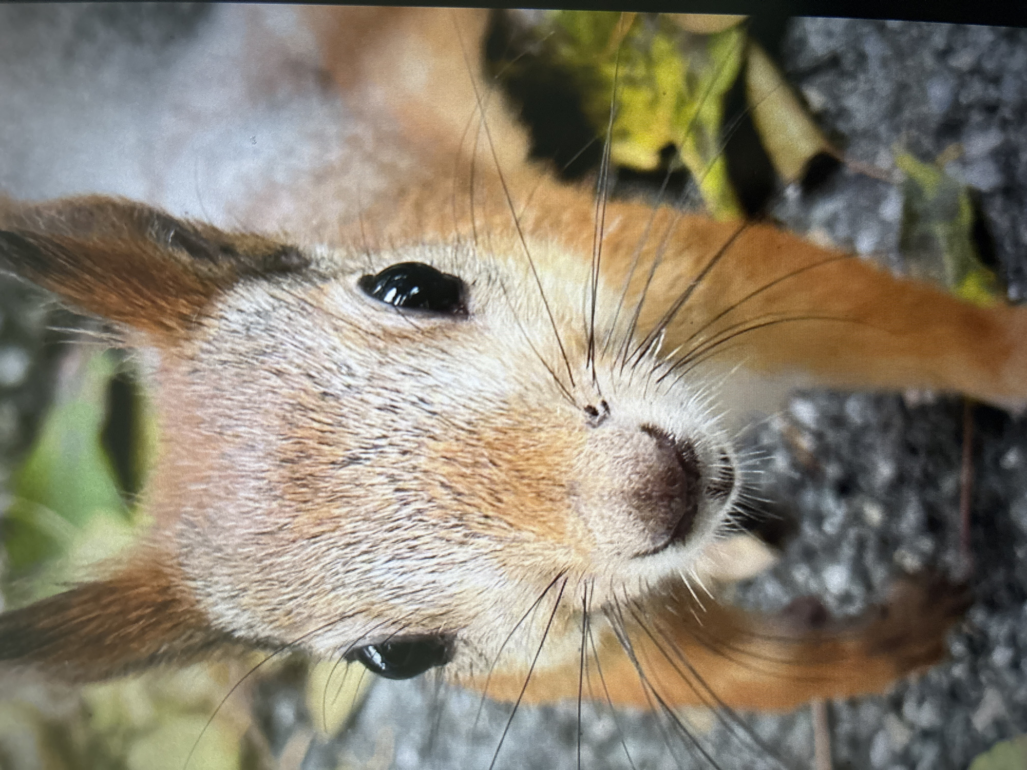 A close-up, waist-up shot of a red squirrel is captured in a shallow depth of field, with the background blurred. The squirrel's fur is a mix of reddish-brown and white, with prominent black eyes and long, delicate whiskers. Its nose is a dark brown, with a slight smudge. The background consists of gray gravel, scattered autumn leaves in shades of green and yellow, and hints of green foliage. The squirrel's posture is forward-facing, with its body slightly angled. The scene is devoid of any human presence or structures, suggesting an outdoor, natural environment within Novosibirsk, Russia, possibly a park or a wooded area.