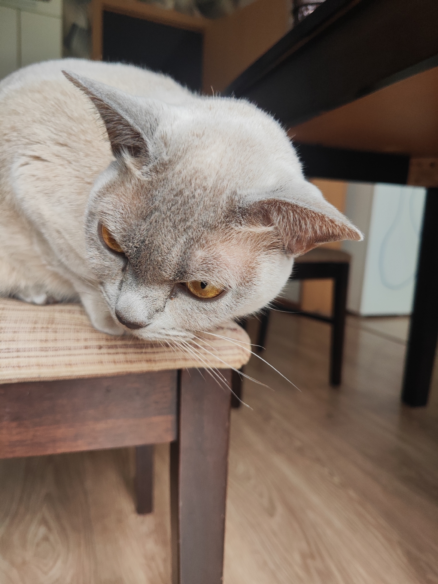 A light grey cat with yellow eyes is resting on a wooden chair with a striped cushion. The cat is looking down and to the right. The background is out of focus and appears to be an indoor setting with furniture. The image was taken in Gvardeysk, Russia.