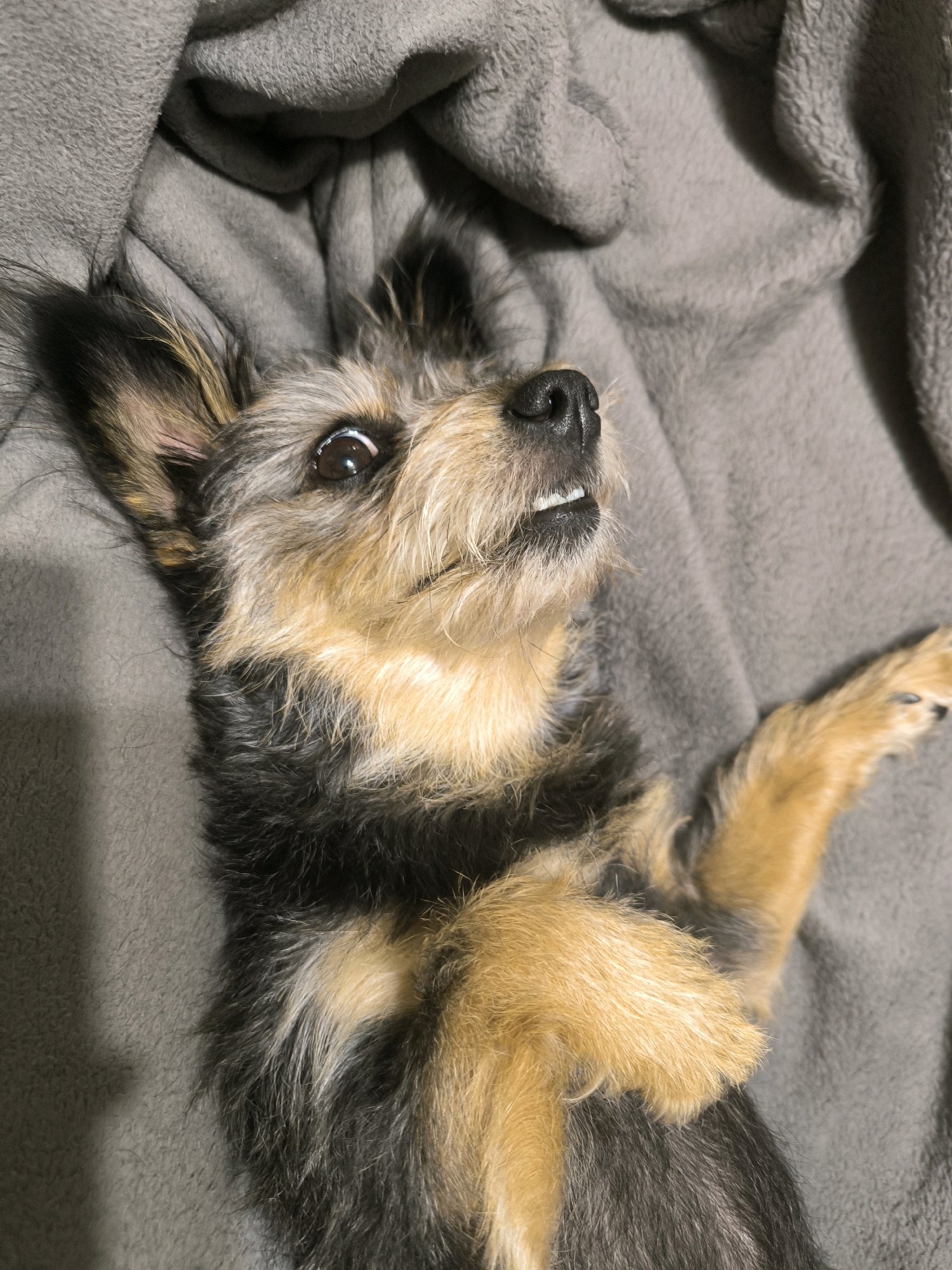 The image shows a small, terrier-mix dog lying on a gray blanket. The dog is mostly black and tan with some lighter colored fur on its chest and paws. It has large, expressive eyes and a slightly open mouth, revealing a few teeth. The dog appears to be relaxed, with its paws resting on its chest. The blanket is soft and textured, with visible folds and wrinkles. The lighting is dim, creating soft shadows on the dog and the blanket. There is no indication of the dog's location within Mykolaiv, Ukraine, or any specific environmental details beyond the blanket.