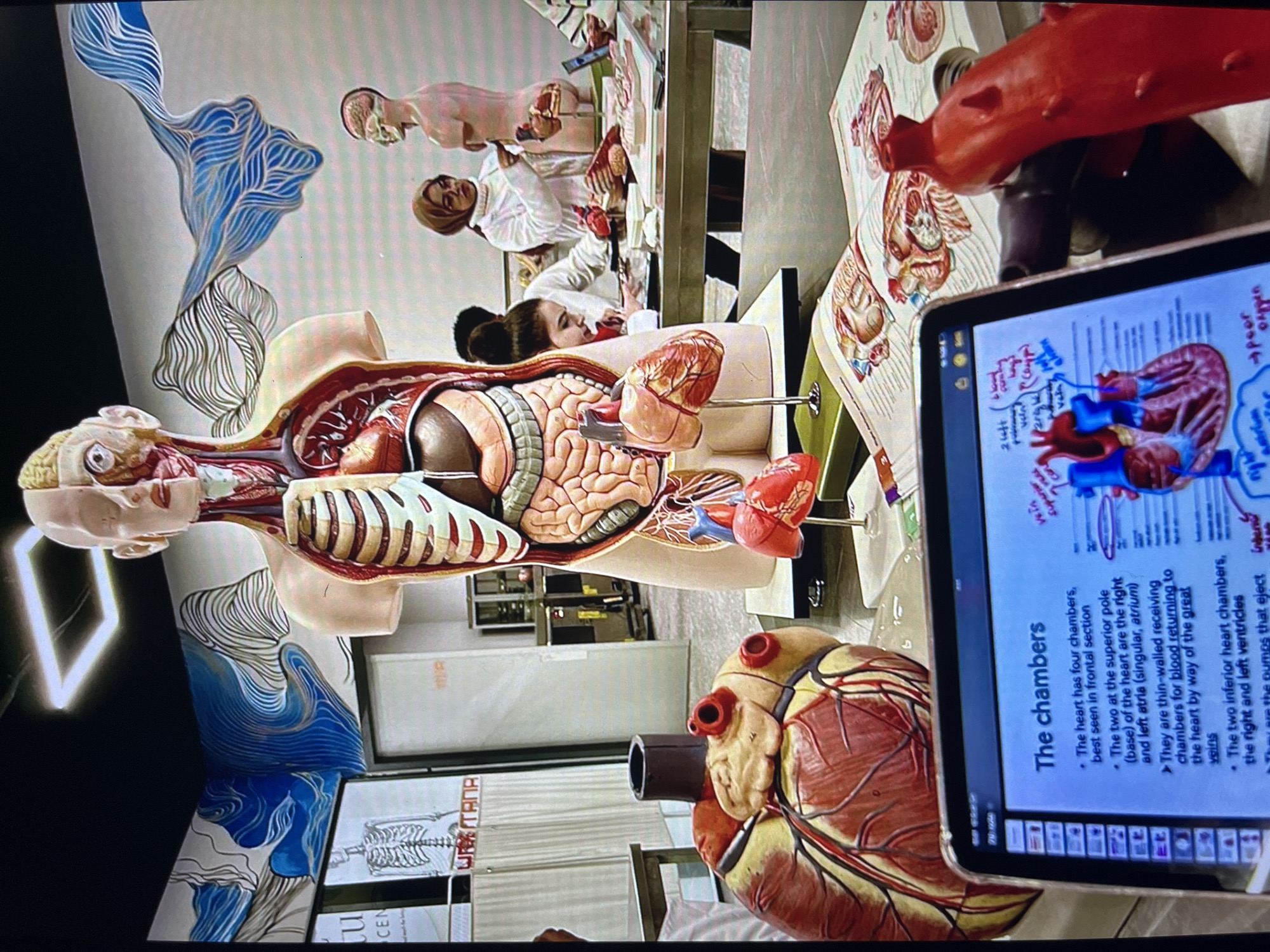 The image shows a classroom or laboratory setting with anatomical models. A torso model is prominently displayed, along with heart models, anatomical charts, and a tablet displaying information about the heart's chambers. Several people, potentially students, are visible in the background, interacting with the models. The presence of a sign with the text "URTANA" indicates a possible location name.