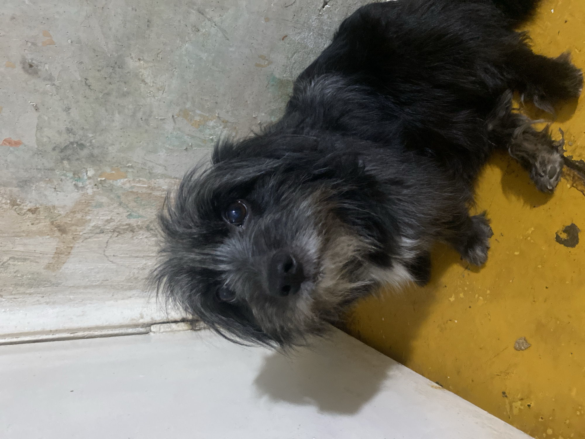 A small, black and gray, scruffy-haired dog is sitting on a yellow floor next to a white wall and a textured, grimy gray wall. The dog's head is turned towards the camera, and its eyes are looking upward. The dog has a dark nose and muzzle with some lighter gray fur around its face and chest. Its fur is shaggy and appears somewhat unkempt. The background wall shows signs of age and damage, with patches of peeling paint and discoloration. The floor is a bright, solid yellow with scattered dirt or debris. The lighting suggests an indoor environment, possibly a room or hallway with a single light source creating a shadow on the white wall. The scene is devoid of any human presence or activity.