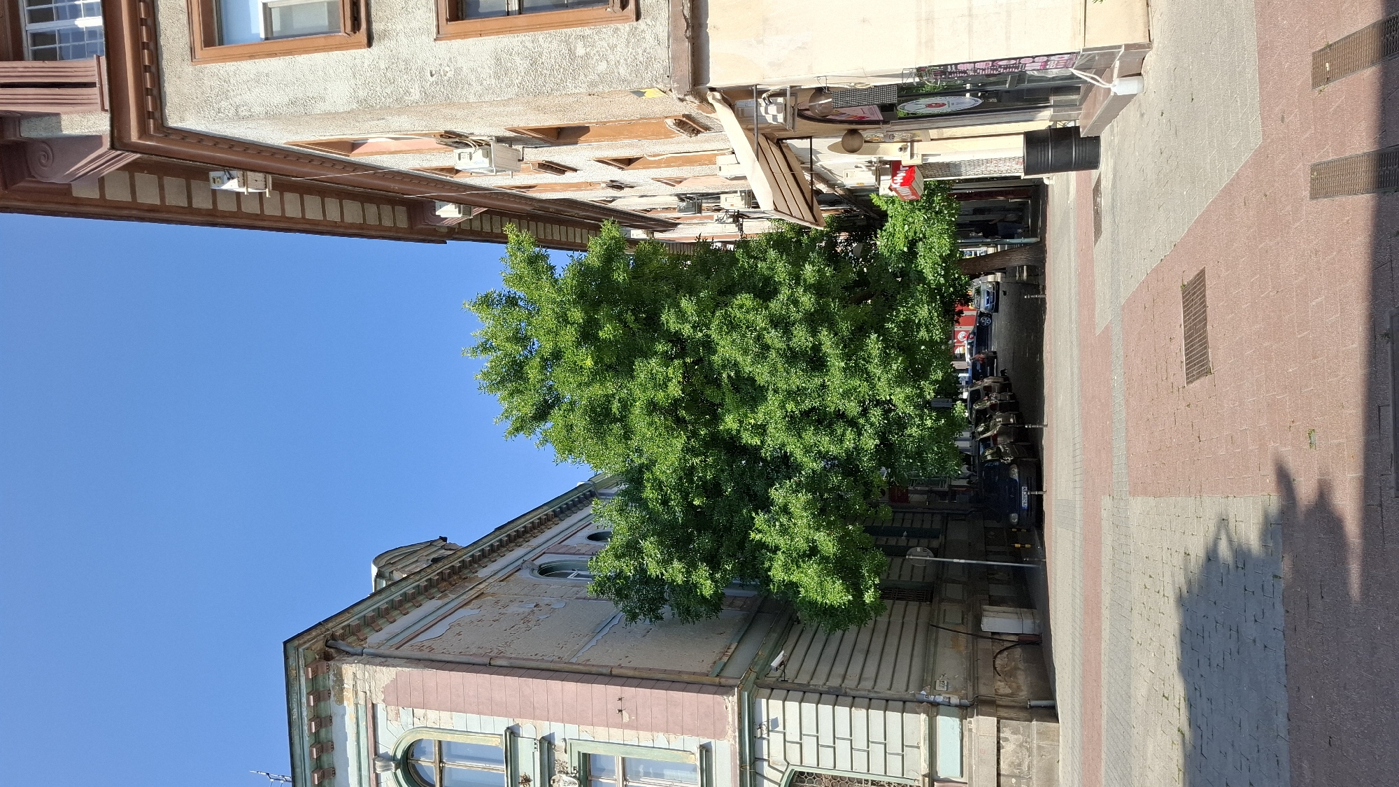 The image depicts a street scene in Plovdiv, Bulgaria. Two multi-story buildings, one on the left with ornate architectural details and peeling paint, and another on the right with a more utilitarian facade, flank a wide pedestrian area. A large, leafy green tree stands prominently in the center of the street, its canopy obscuring a portion of the sky. The ground is paved with red and gray interlocking bricks, forming distinct patterns. Several parked cars are visible in the background, lining the street. The sky is a clear, bright blue. The overall atmosphere suggests a sunny day in an urban setting.