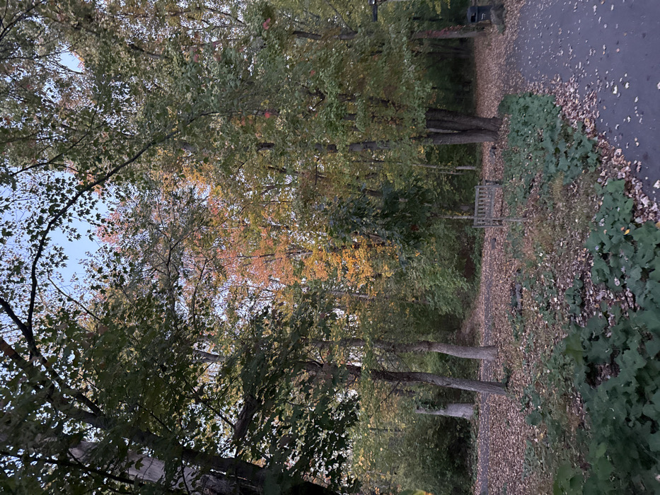The image depicts an autumn woodland scene within Institute Woods in Princeton, New Jersey, United States. The sky, visible through the tree canopy, is light blue. The foreground and mid-ground are dominated by numerous deciduous trees, many still bearing green leaves, interspersed with others exhibiting vibrant fall colors, including prominent clusters of orange and red foliage towards the background center. The ground is largely covered with a thick layer of brown and reddish-brown fallen leaves, suggesting early autumn. A paved, dark-colored pathway is visible on the right side of the frame, curving slightly away from the viewer. A rustic wooden slatted park bench is positioned in the mid-ground to the right of center, unoccupied. Further right, partially obscured by a tree, a dark trash receptacle is visible beside the path. A patch of broad-leafed green ground cover grows in the lower left foreground. No individuals or animals are present in the scene.