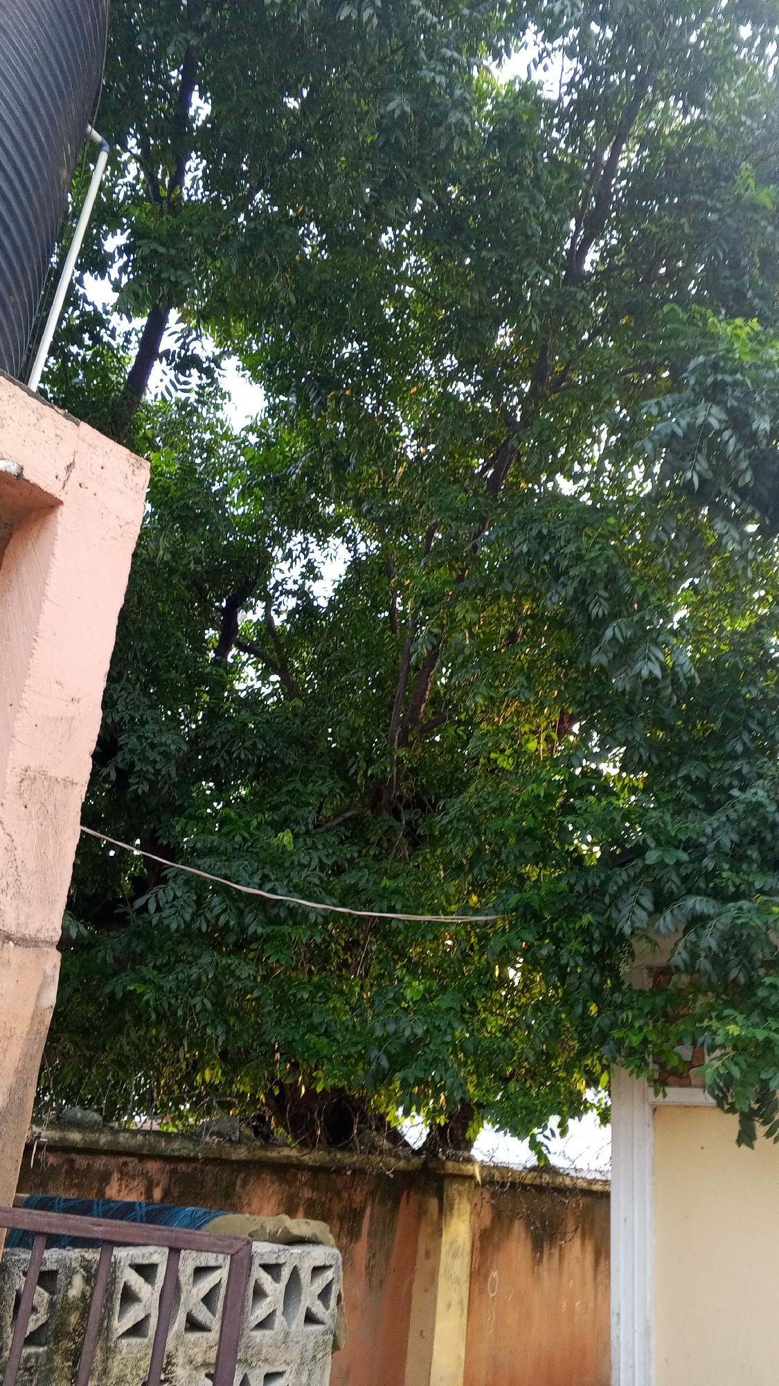 The image depicts a view of lush green foliage from beneath a large tree, likely located in Jalingo, Nigeria. To the left, a portion of a light-colored building or wall is visible, with a ribbed black water tank positioned above it. A white pipe runs down from the tank. In the foreground, a wall with a faded orange-brown hue forms a boundary, topped with what appears to be barbed wire. Below this wall, a decorative concrete structure with an open geometric pattern is present, covered in part by a blue and black patterned fabric and a beige cloth. The scene is bathed in natural light, suggesting it was taken outdoors during daylight hours.