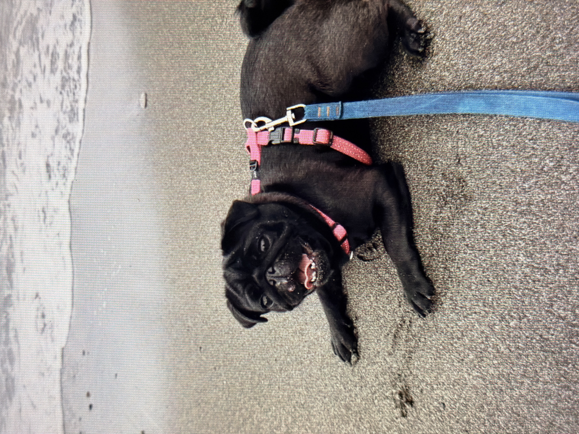 A black pug is lying on a sandy beach, with the ocean waves in the background. The pug is wearing a pink harness and a blue leash. Its mouth is open and its tongue is visible. The pug appears to be panting. The sand is dark and wet, indicating that it is close to the water. The image is taken from a high angle, looking down at the pug. The overall scene is peaceful and idyllic.