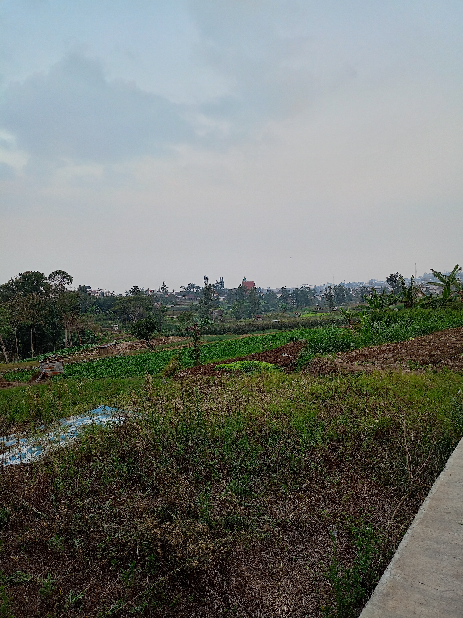 The image depicts a rural landscape in the city of Batu, Indonesia, characterized by rolling hills and agricultural fields under an overcast sky. In the foreground, a mixture of dry grass and a patch of blue tarpaulin lies on the ground, with a concrete path or edge visible on the right side of the frame. The middle ground features cultivated fields with rows of green crops and patches of tilled soil. Small wooden structures, possibly sheds or shelters, are scattered amongst the fields. In the background, a line of trees separates the agricultural land from a residential area with houses and buildings, some with distinct architectural features like red roofs. The overall scene conveys a sense of tranquil countryside living with evidence of agricultural activity.
