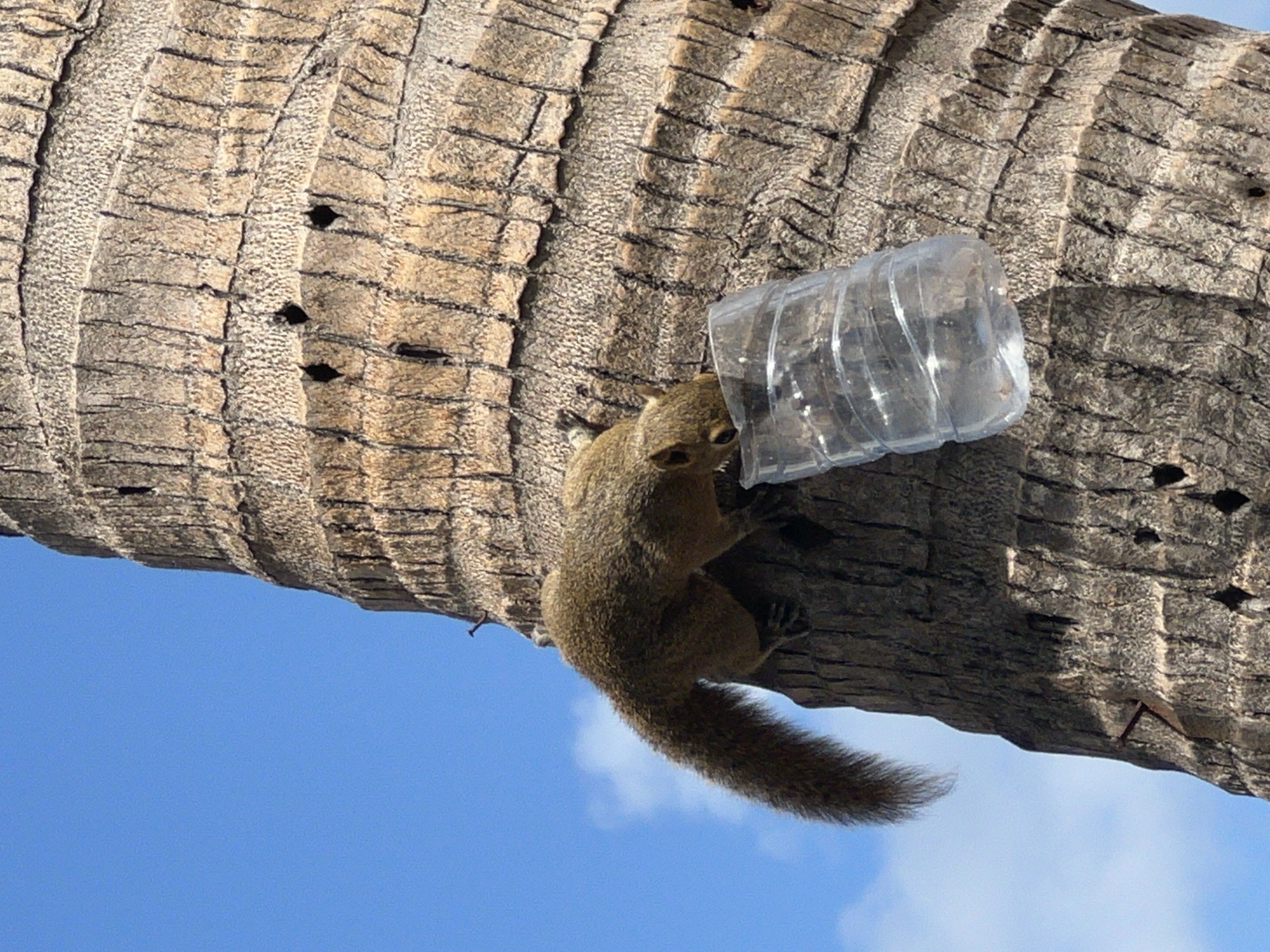 A squirrel is perched on the textured bark of a palm tree, its body angled downwards and its head bent as if investigating or attempting to consume something within a clear plastic bottle. The bottle, which appears to be empty or nearly empty, is also positioned on the tree trunk, just below the squirrel. The background consists of a bright blue sky with a few wispy white clouds. The overall scene is captured from a low-angle perspective, emphasizing the height of the palm tree. The image was taken in Kuta, Indonesia.