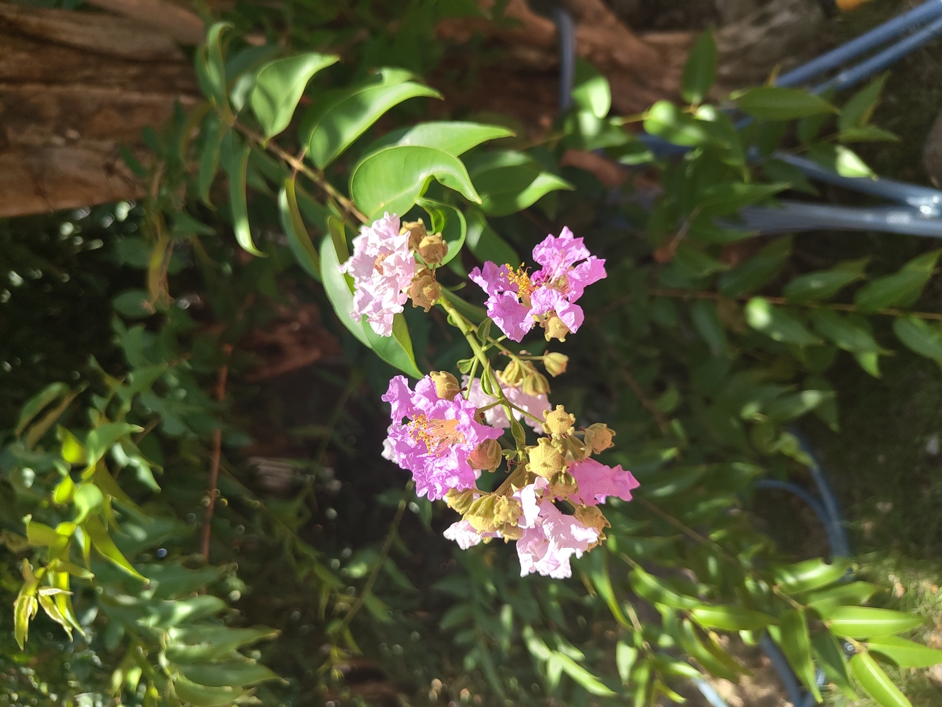 A close-up shot focuses on a cluster of pink crepe myrtle flowers and their buds, set against a backdrop of lush green foliage and a weathered tree trunk. The flowers, with their delicate, ruffled petals, are illuminated by the sunlight, highlighting their vibrant pink hues and the yellow stamens at their centers. The buds, still closed, appear as small, round, greenish-brown spheres. The surrounding leaves are a deep, glossy green, catching the light and creating a dappled effect. In the background, a portion of a tree trunk is visible, its rough texture contrasting with the softness of the flowers. Two blue tubes, likely part of a watering system, are visible in the lower portion of the image, weaving through the greenery. The scene is set outdoors, with the natural light suggesting it is daytime. The specific location in Bac Nha Trang Ward, Vietnam, is not discernible from the visual information provided in the image itself.