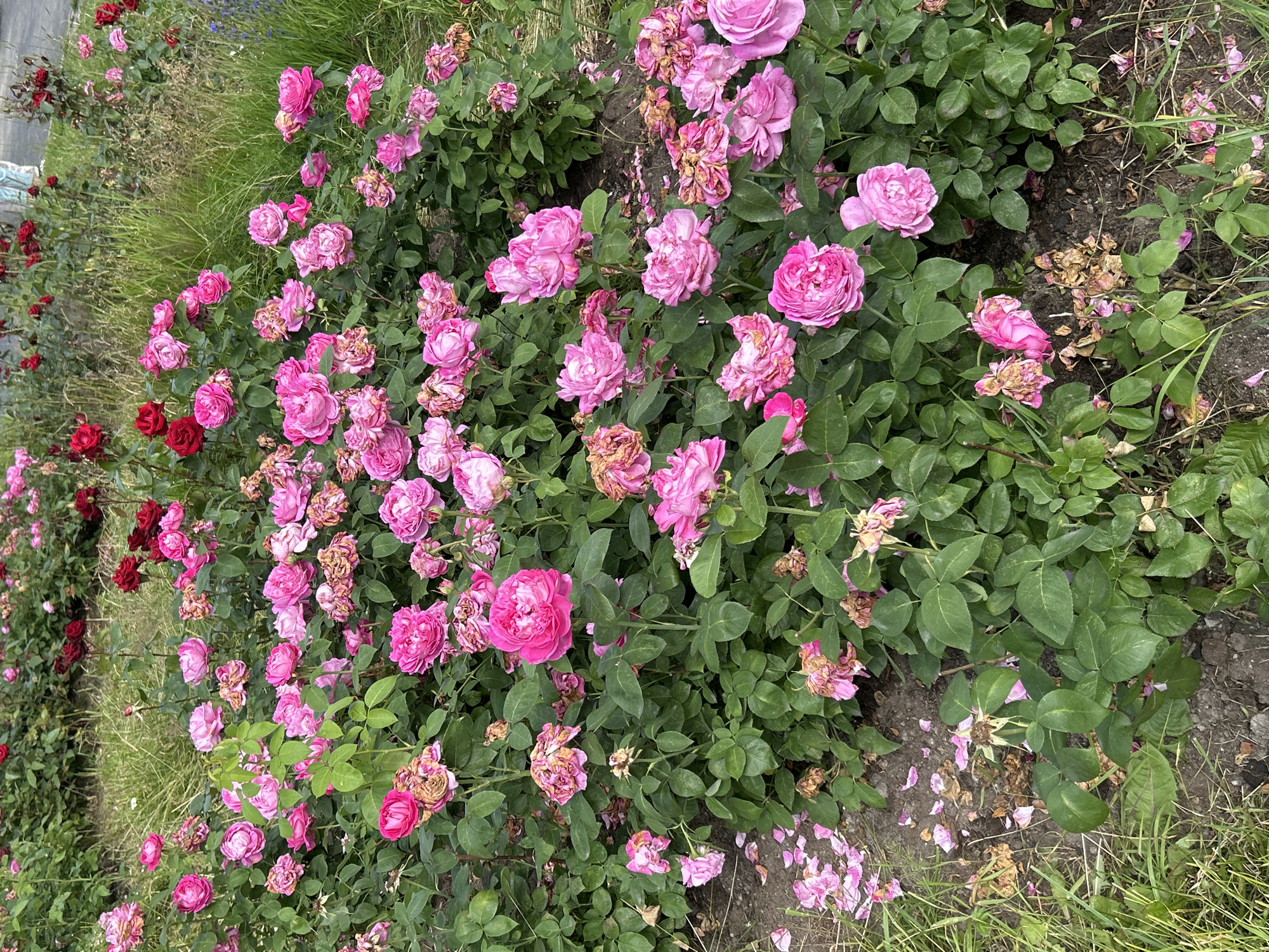 A dense cluster of pink roses with some wilted flowers and fallen petals are growing in a garden bed in Saint Petersburg, Russia. The roses are in various stages of bloom, with some fully open and others still forming buds. The garden bed is surrounded by grass and dirt. In the background, red roses are visible, as well as a glimpse of a paved surface, possibly a sidewalk or road, and a person in the distance.
