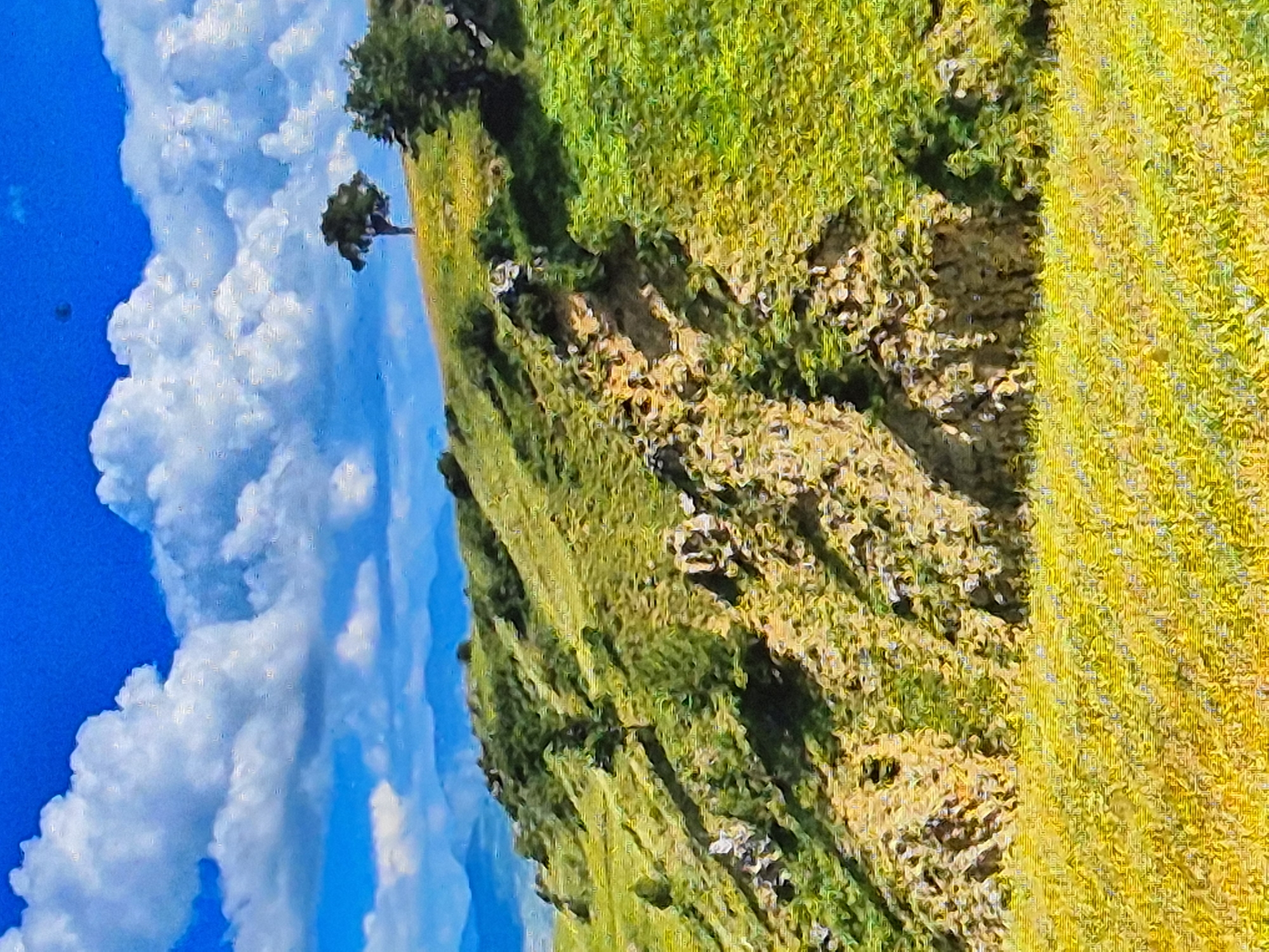 This media file depicts a vibrant, sun-drenched landscape in Sozonivka, Ukraine. The scene is dominated by a sloping grassy hill, with a textured, rocky section in the middle. The grass on the upper part of the hill is a bright, almost luminous green, while the lower part, closer to the viewer, transitions into a golden yellow, suggesting late summer or early autumn. Patches of brown earth and scattered rocks are visible on the hillside, adding to the natural, rugged feel of the location.
To the left of the hill, a vast expanse of bright blue sky is filled with fluffy, white cumulus clouds, casting soft shadows on the landscape. A solitary tree with dark green foliage stands on the edge of the hill, its branches reaching towards the sky. The overall impression is one of natural beauty and tranquility, with the bright sunlight indicating a clear, likely warm day. The perspective is from a slightly elevated viewpoint, looking across the landscape. There is no visible text in the media file.