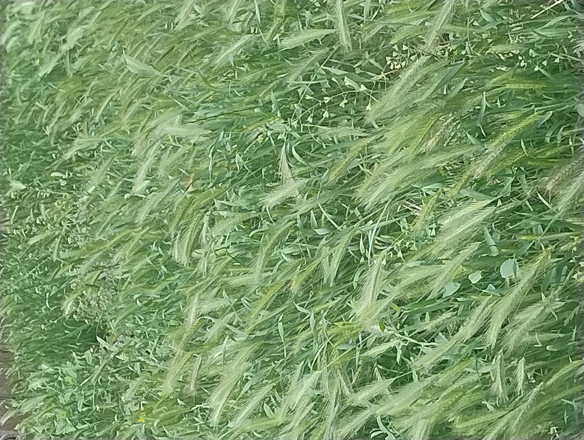 An outdoor, eye-level, medium shot shows a dense field of tall, green grass and wheat, swaying gently. The grass is a vibrant green, with some stalks appearing lighter and more feathery, characteristic of ripening wheat or barley. The background is a blur of similar green vegetation, suggesting an expanse of agricultural land or a wild, overgrown area. There are no discernible human figures or man-made structures visible in the frame. The overall impression is one of natural growth and movement, possibly captured on a breezy day.