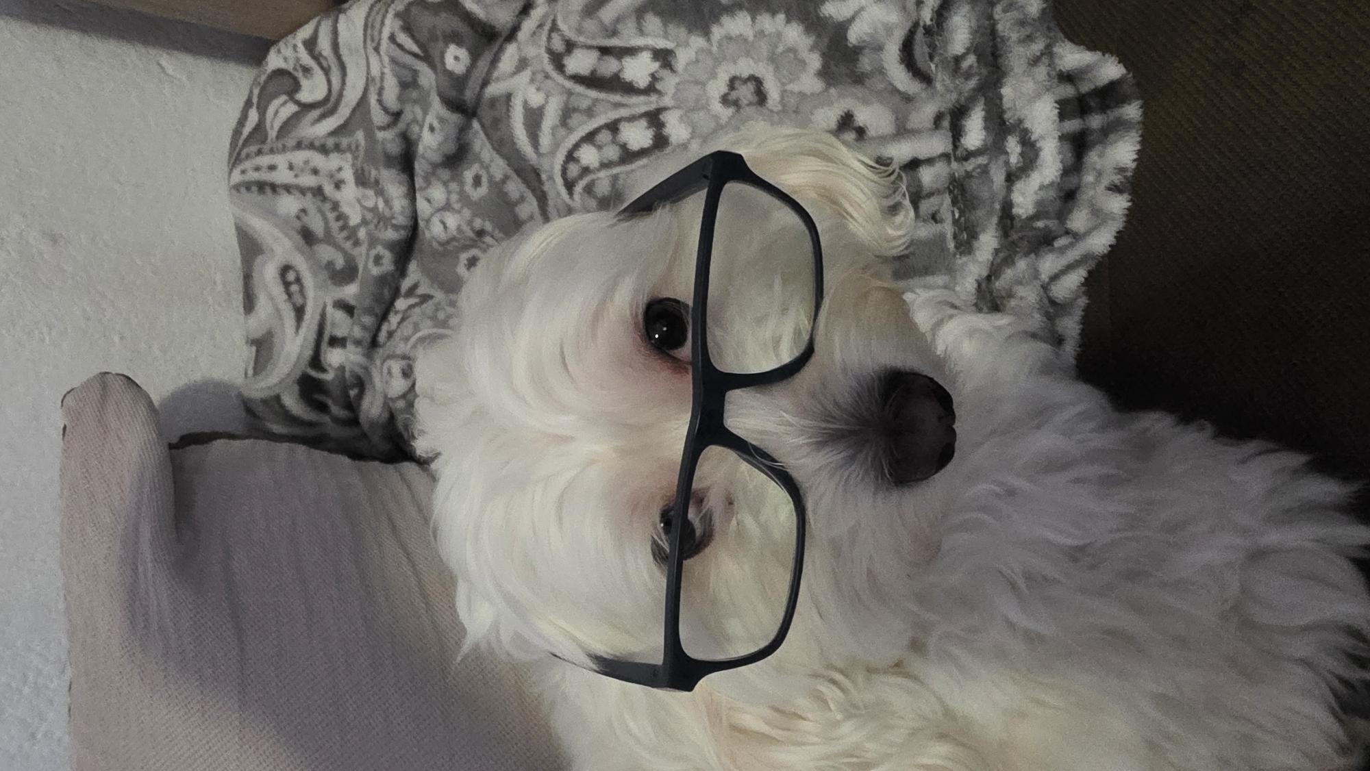 A white Maltese dog with black glasses sits on a gray paisley-patterned cushion. The dog's dark eyes and nose are visible. The dog is positioned in front of a brown couch and next to a light gray cushion. The location cannot be determined from the image.