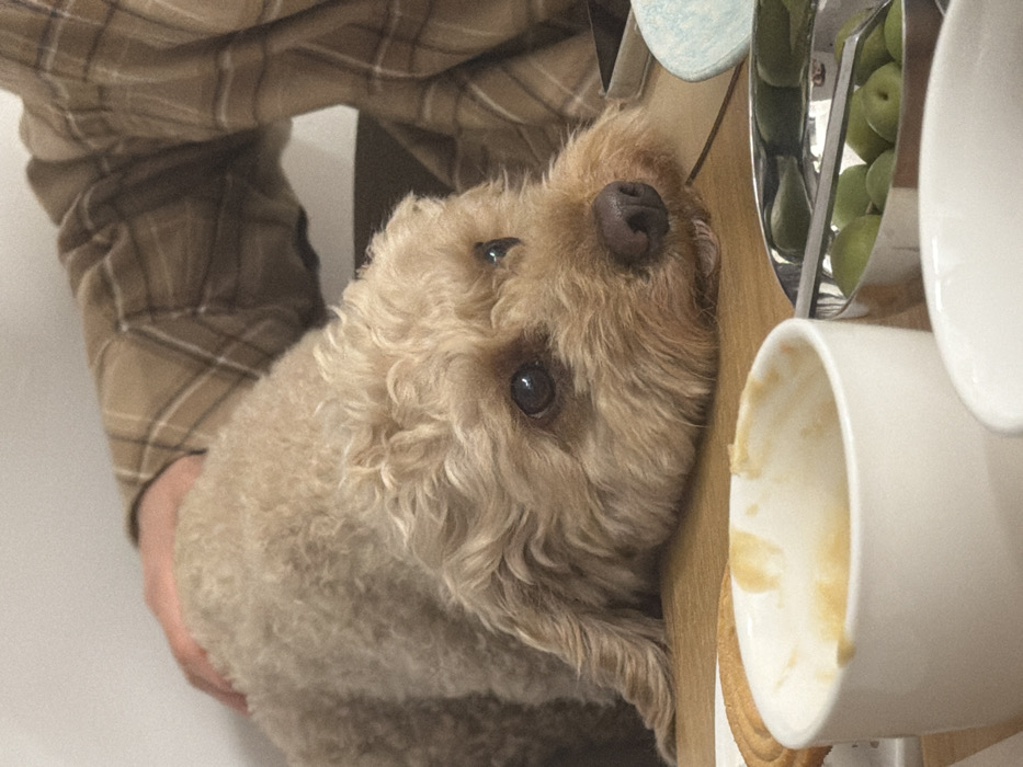 The image captures an indoor scene in Tel-Aviv, Israel, centered on a light brown, curly-haired dog resting on a wooden table. A human hand, with light skin, is visible on the upper left, gently stroking the dog's back. The human's torso, wearing a brown and tan plaid shirt, is partially visible in the upper right. The dog has dark eyes and a dark brown nose, with its head turned slightly to the right, exhibiting a relaxed posture. On the wooden surface directly in front of the dog, a small wet patch is observable.
In the foreground, a white ceramic cup containing light-brown residue from a consumed beverage is positioned on the left. Behind this cup, a round, ridged cookie or biscuit rests on a white plate. To the right of the cup, a reflective silver metal bowl filled with green olives is present, with a portion of tongs visible within the bowl. A second white ceramic cup is partially visible in the lower right corner. A light-colored smartphone is partially visible on the wooden table behind the olive bowl and to the right of the dog's head. A small, light blue textured dish is partially visible at the extreme right edge of the frame. The background is out of focus, revealing a plain white wall and darker elements consistent with furniture or seating.
