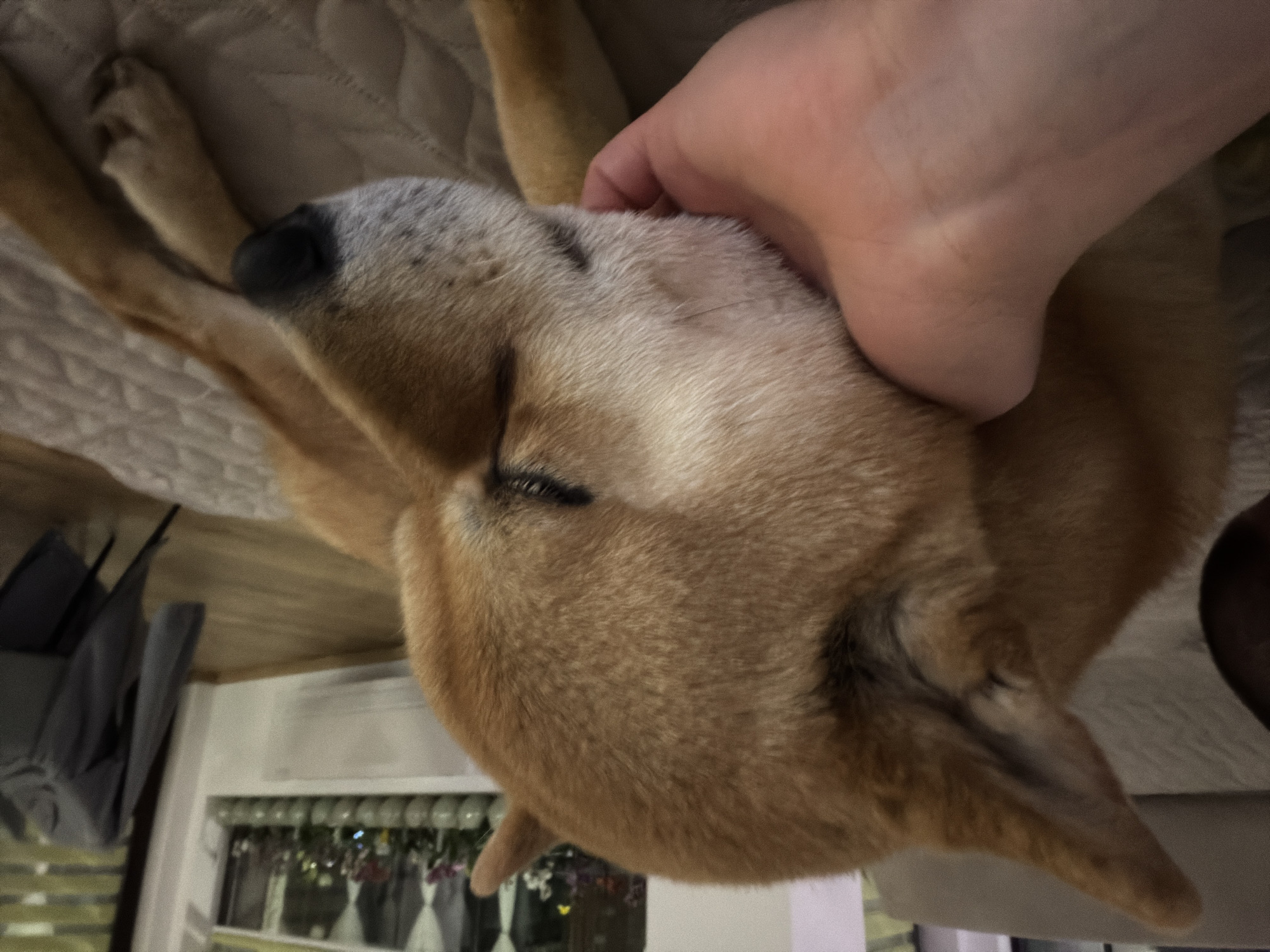 A close-up, slightly rotated image depicts a reddish-brown Shiba Inu dog being petted by a human hand. The dog's head is the central focus, with the hand resting on its neck/upper back. The dog's eyes are closed, suggesting relaxation. The dog is lying on what appears to be a beige surface, possibly a bed or couch.
In the blurry background, partially visible through a window, there is a possible shelf with decorations or plants. This image contains no information to determine its presence or location in the city of Priseltsi, Bulgaria.